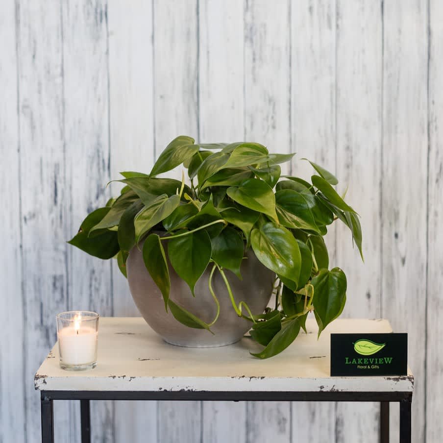 Potted green houseplant in a gray planter beside a lit candle