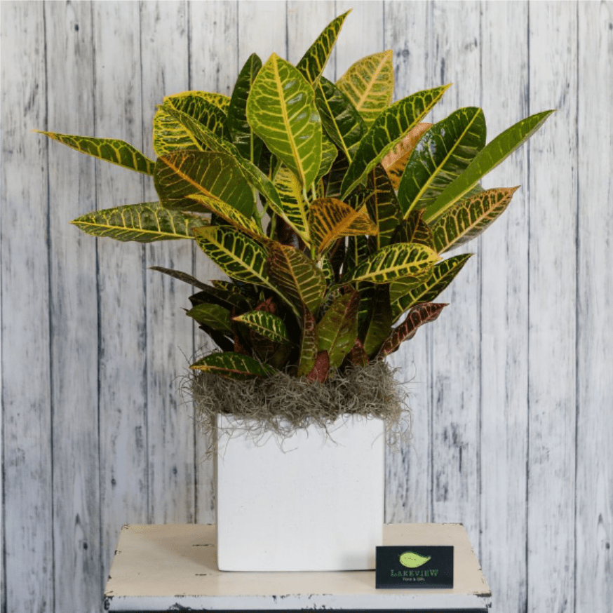 Glow - A fiery Croton would be the perfect addition to any office space or household entryway to celebrate the fall season or bring color to any time of the year.   Approximate Dimensions: 32" T X 20" W 