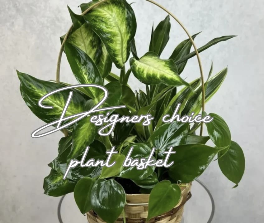 Designers Choice plant Basket - A thoughtfully curated plant arrangement, where our designers select the freshest greenery and pair it with a complementary basket for a unique, one-of-a-kind presentation.