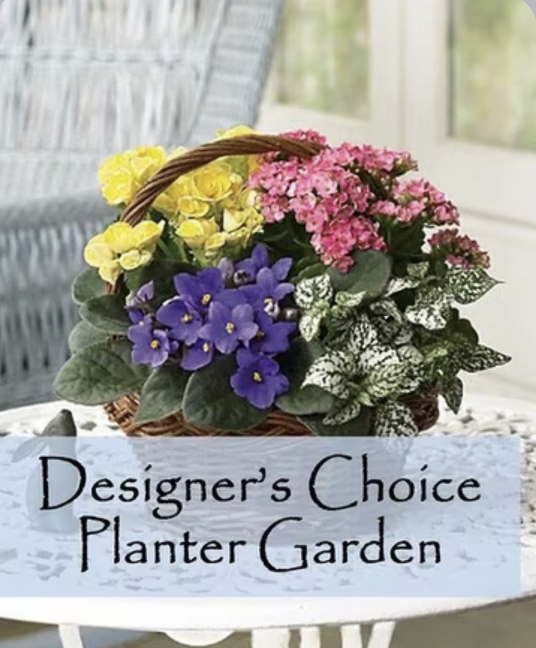 Designers choice Planter Garden  - A designers choice planter garden is where our designers will choose the best blooming plants that we have available and that would best fit the occasion. The flowers shown above are as an example only! 