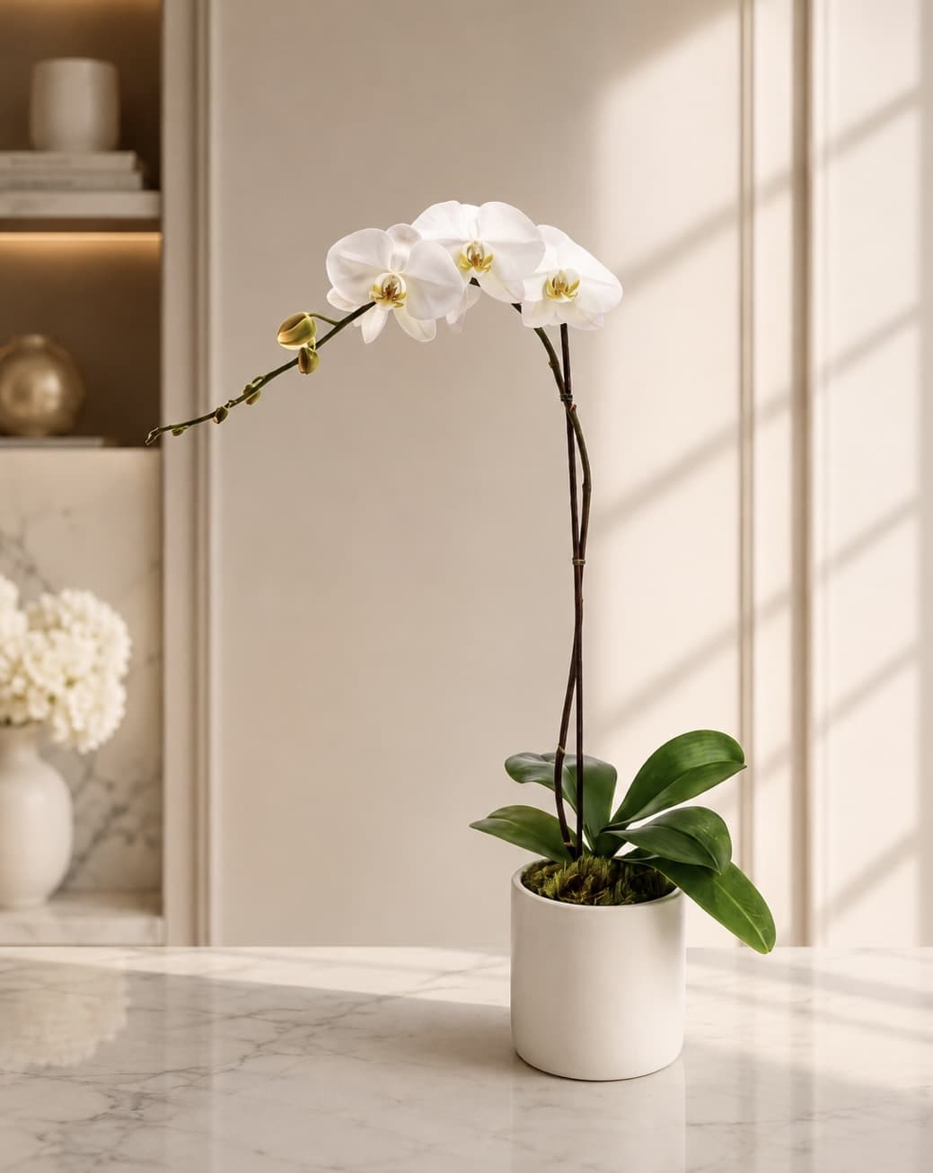 White orchid plant in a white pot on a marble surface