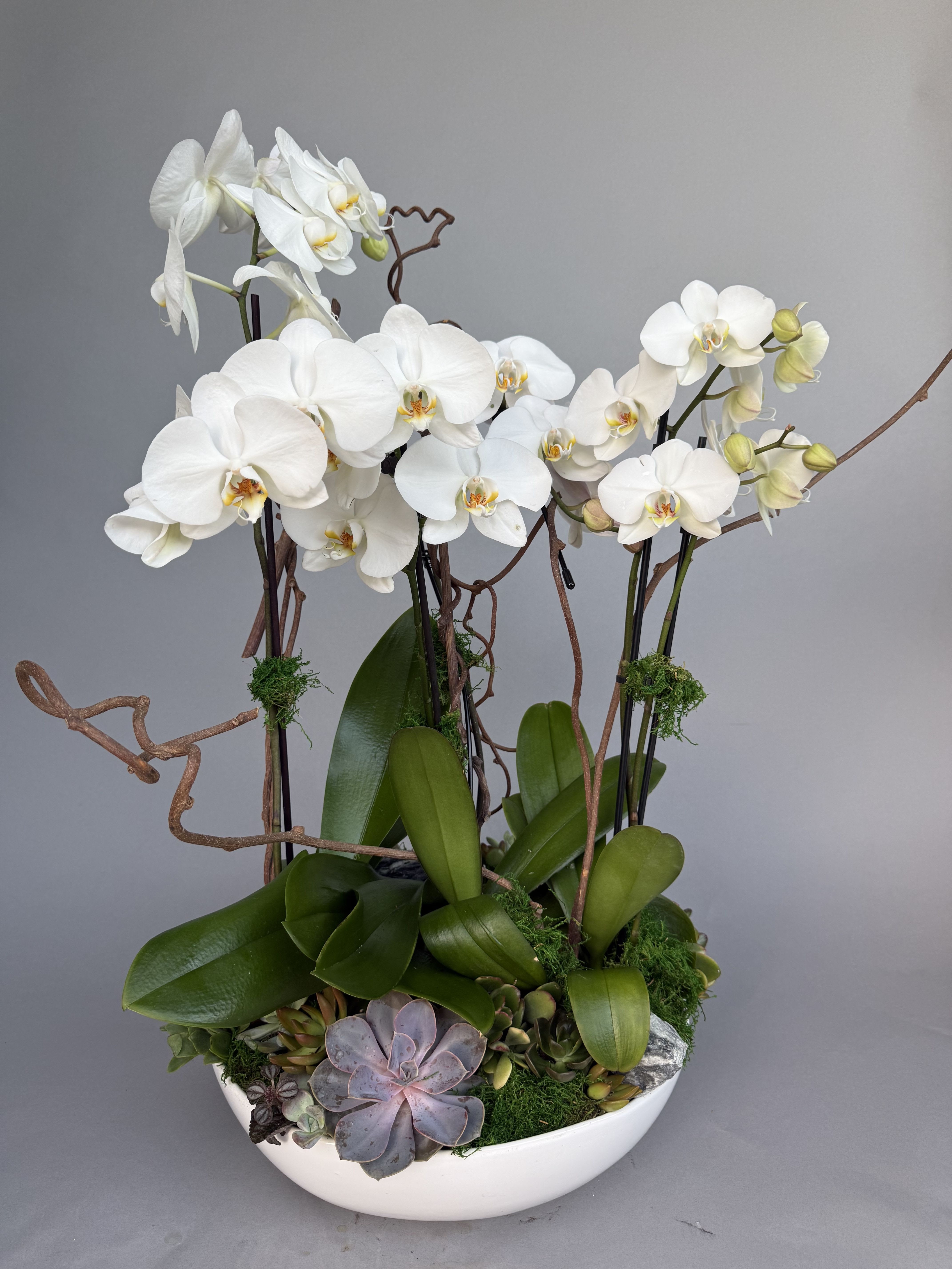 Orchid and Succulent Garden.  - White Phalaenopsis orchids arch elegantly above a low white ceramic bowl in this Orchid and Succulent Garden-a modern, serene flower arrangement perfect as a housewarming gift, anniversary surprise, or a refined centerpiece for holidays like Thanksgiving or Christmas. The white orchids and soft purple accents create a calm, sophisticated look that also suits birthdays, Mother's Day, Father's Day, or a thoughtful "get well" or "thinking of you" gesture.  The composition combines multiple tall orchid stems, broad green orchid leaves, plush moss, and a cluster of small succulents including a lavender-toned rosette at the front. Curly brown decorative branches add height and an organic sculptural line, giving the piece visual movement while keeping the overall profile low and table-friendly. Designed for year-round appeal-from spring and summer celebrations to autumn and winter holidays-this arrangement arrives ready to display in its white ceramic bowl; light watering for the succulents and occasional misting of the orchid roots will keep it looking fresh.