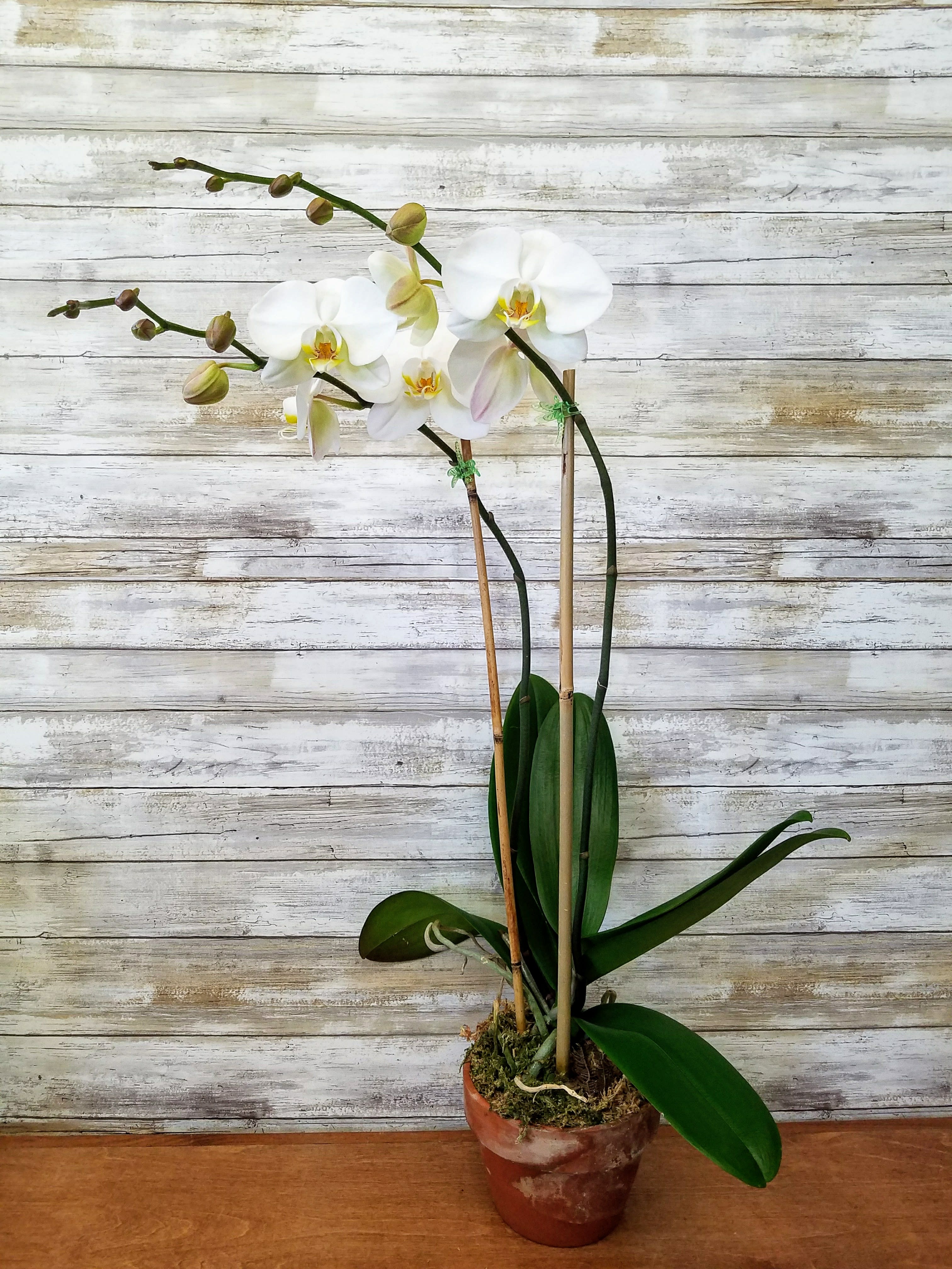 Double Bloom White Phalaenopsis Orchid - Send an elegant double bloom white phalaenopsis orchid potted in a 6" terracotta pot.   2 full blooms measuring 24" - 30" Tall   May not be available for same day delivery. 