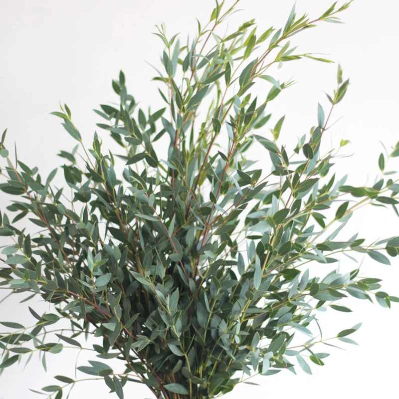 Bundle of leafy green branches against a white background