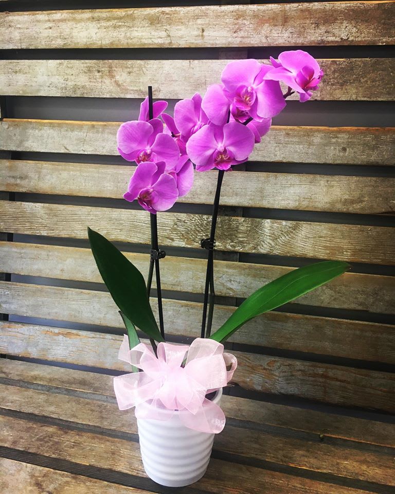 Pink orchid plant in a white pot with a pale pink ribbon