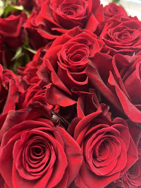 Close-up of red roses clustered together