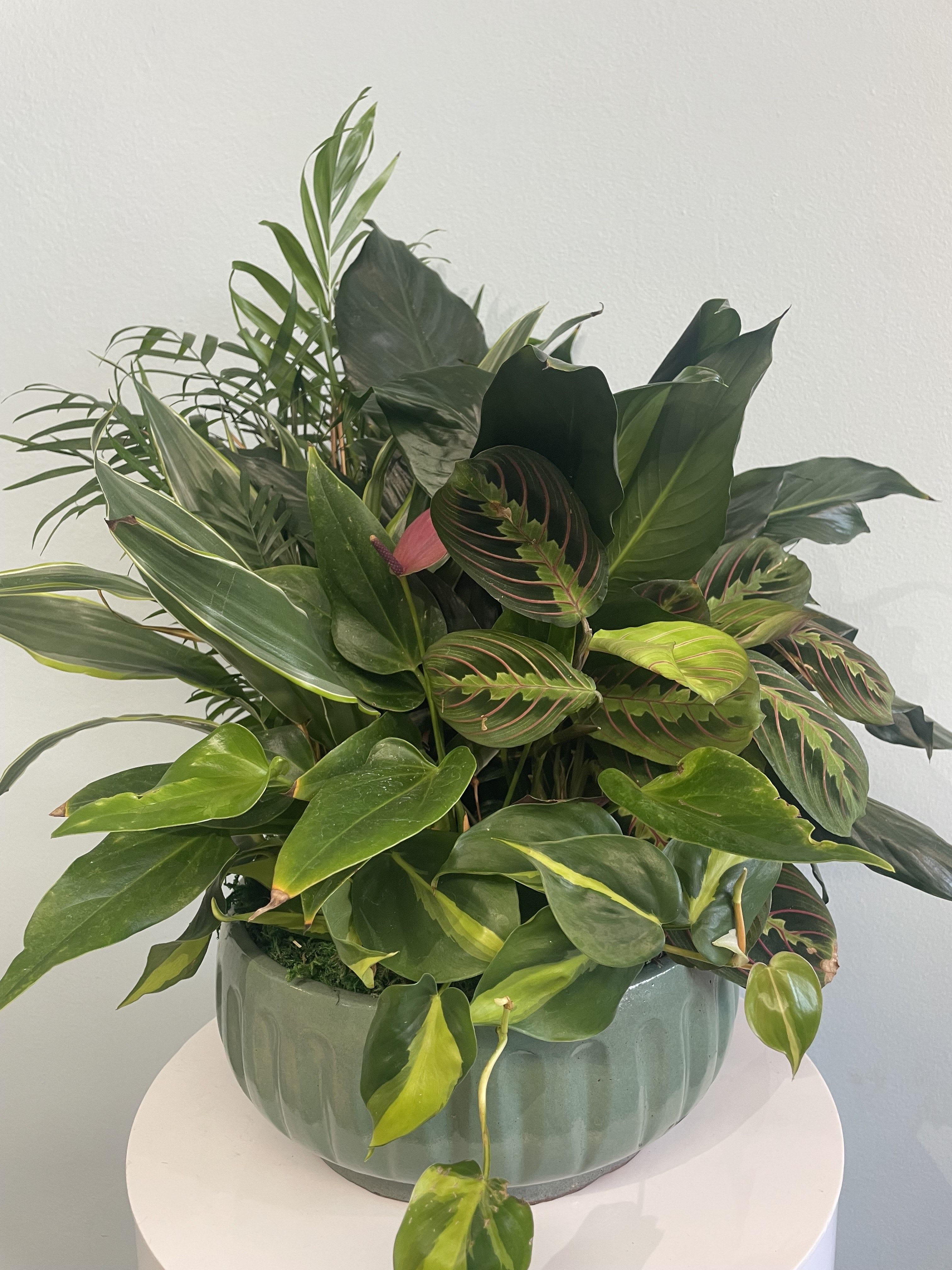Lush green potted plant arrangement in a ceramic bowl