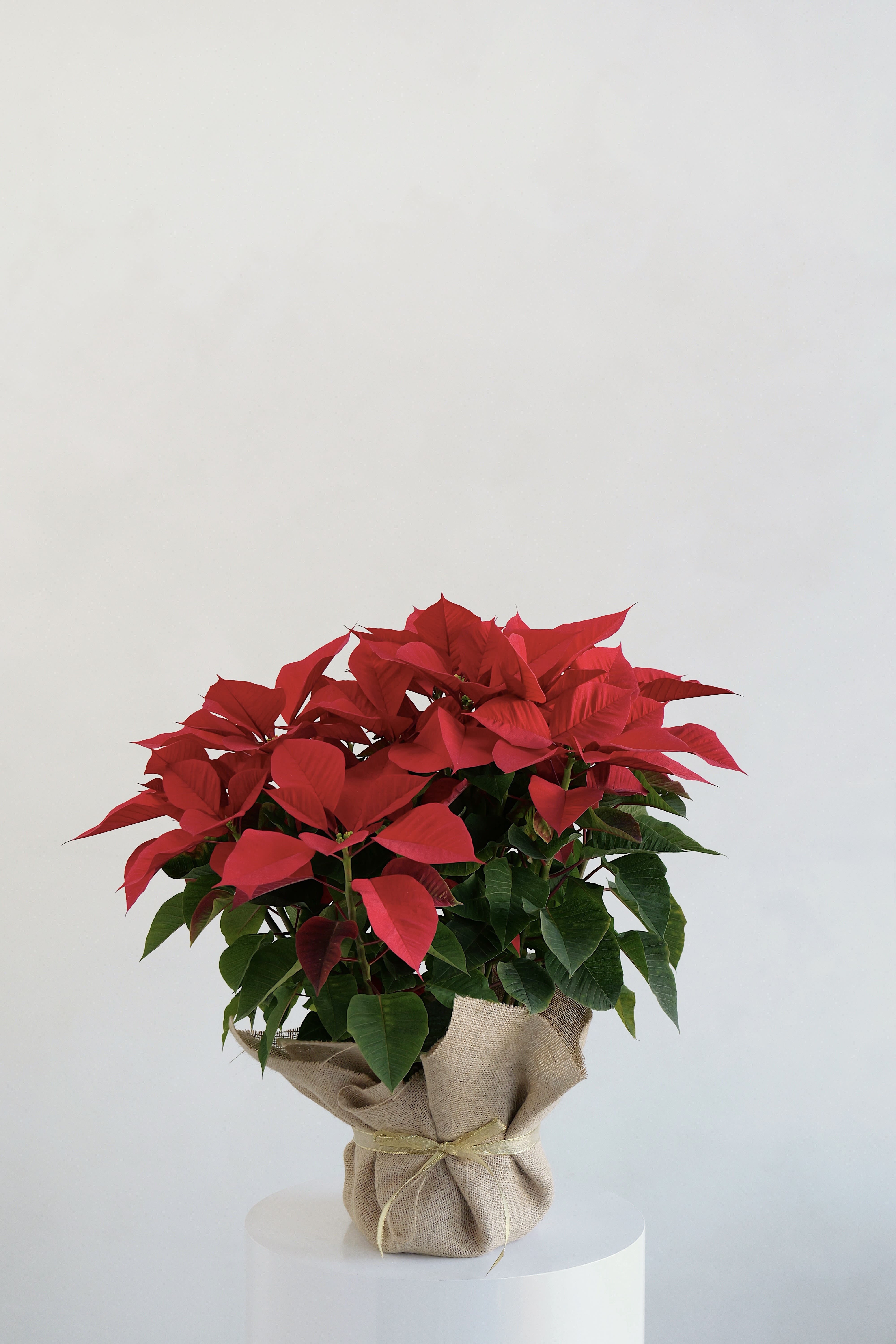 Potted poinsettia plant with red bracts wrapped in burlap