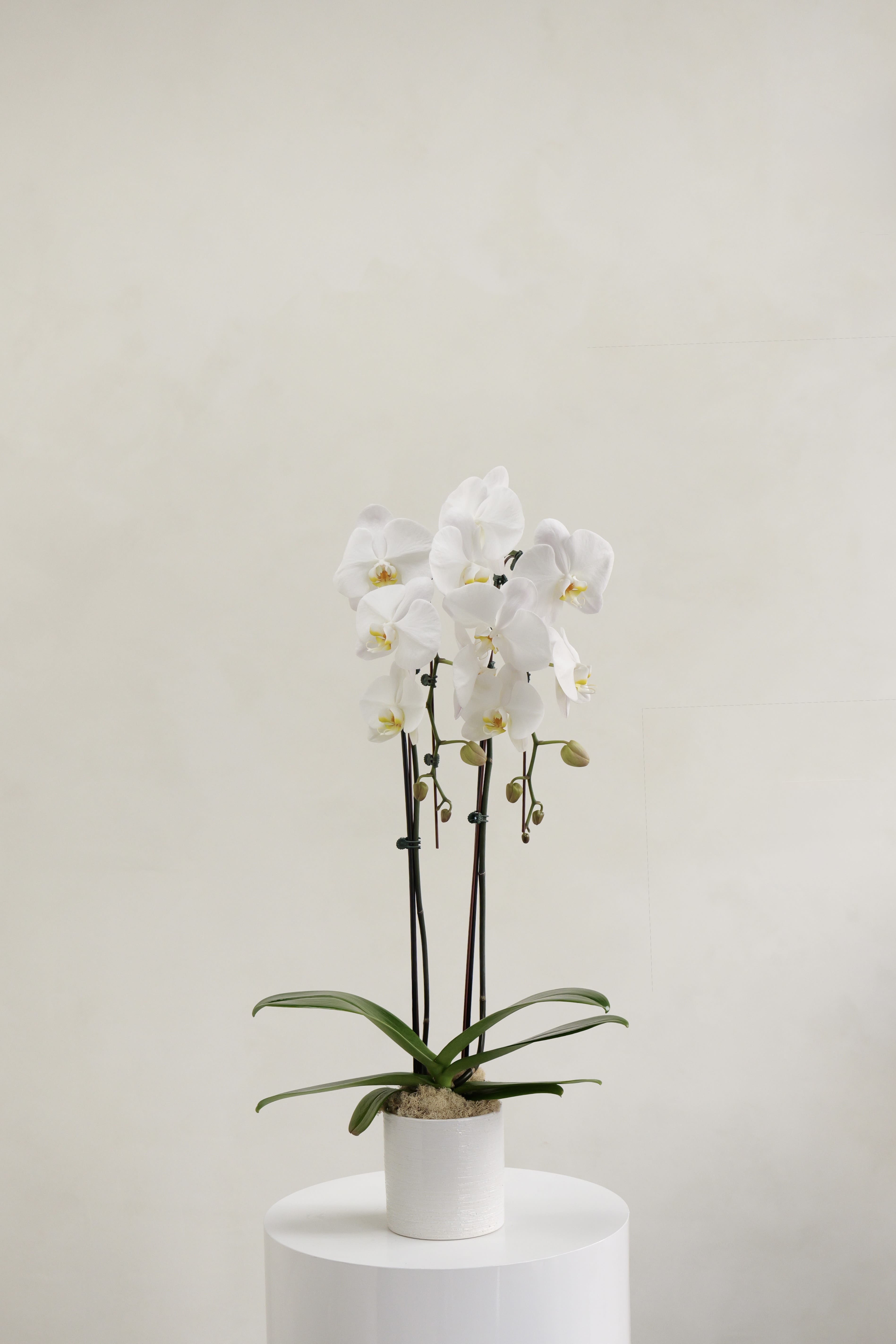 White orchid plant in a white pot on a pedestal