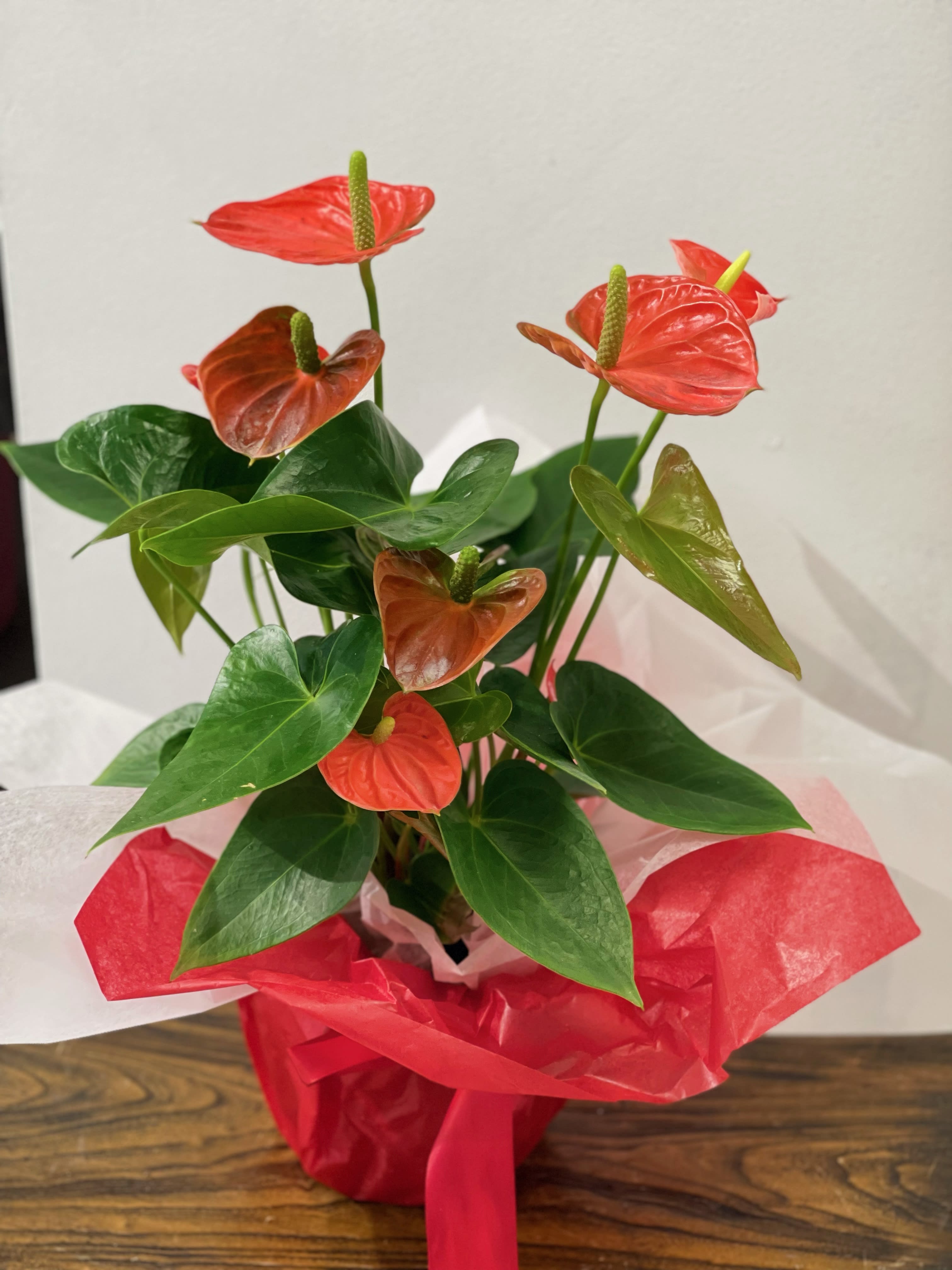Potted anthurium plant with red and orange spathes in red wrap