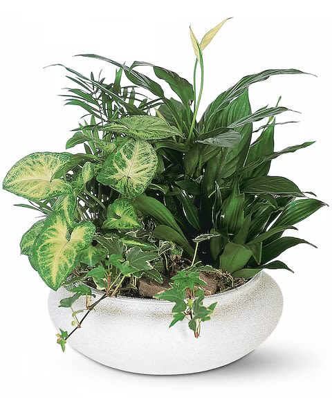 Mixed green houseplants in a white bowl planter