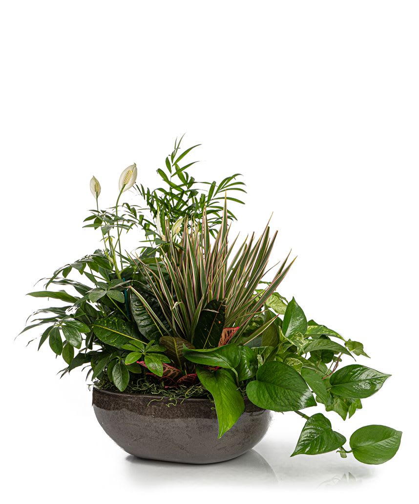 Mixed green houseplant arrangement in a round bowl planter