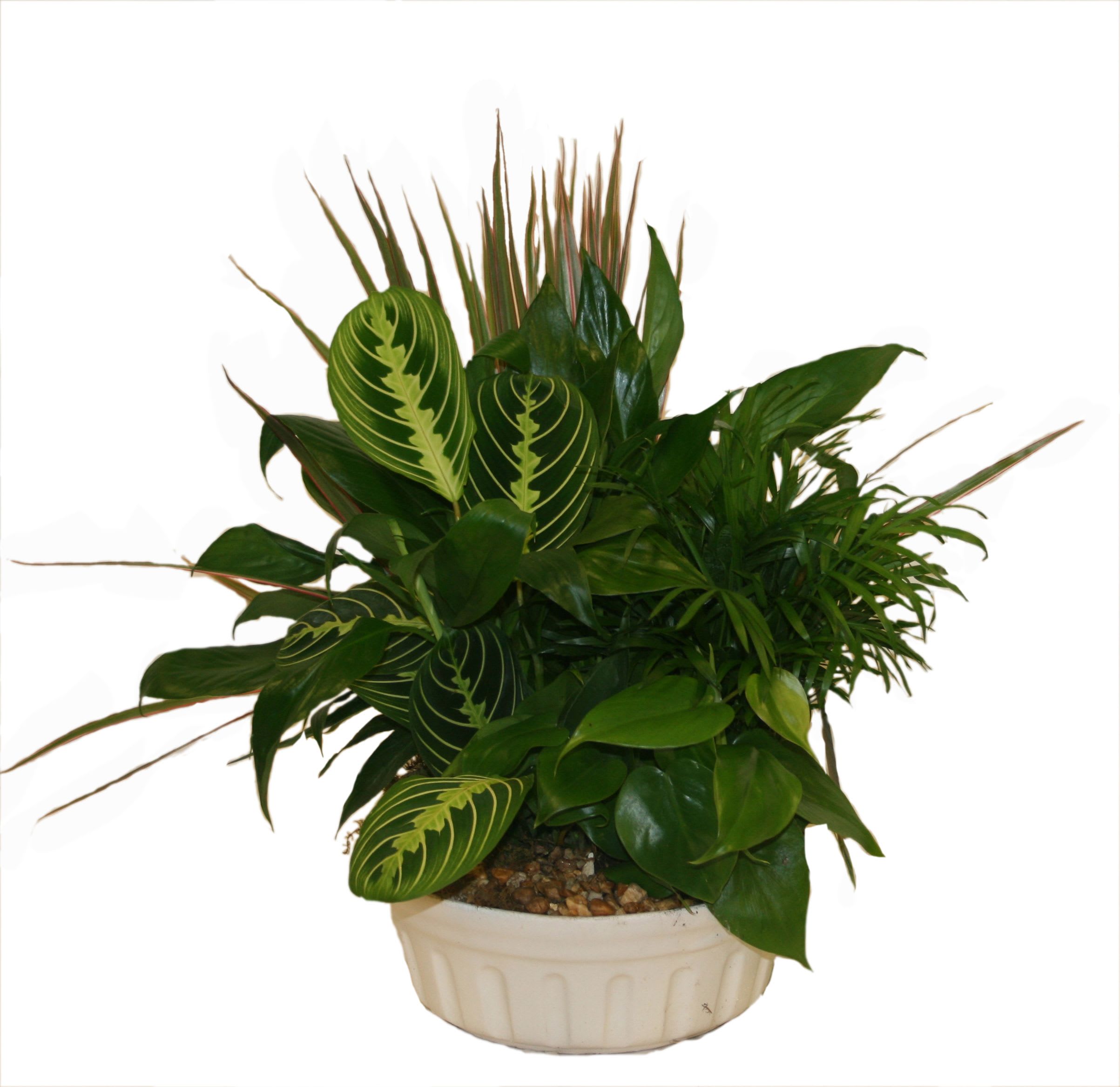 Potted green houseplant arrangement in a white ceramic planter