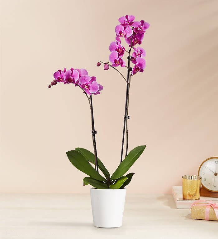 Pink orchid plant in a white pot on a table