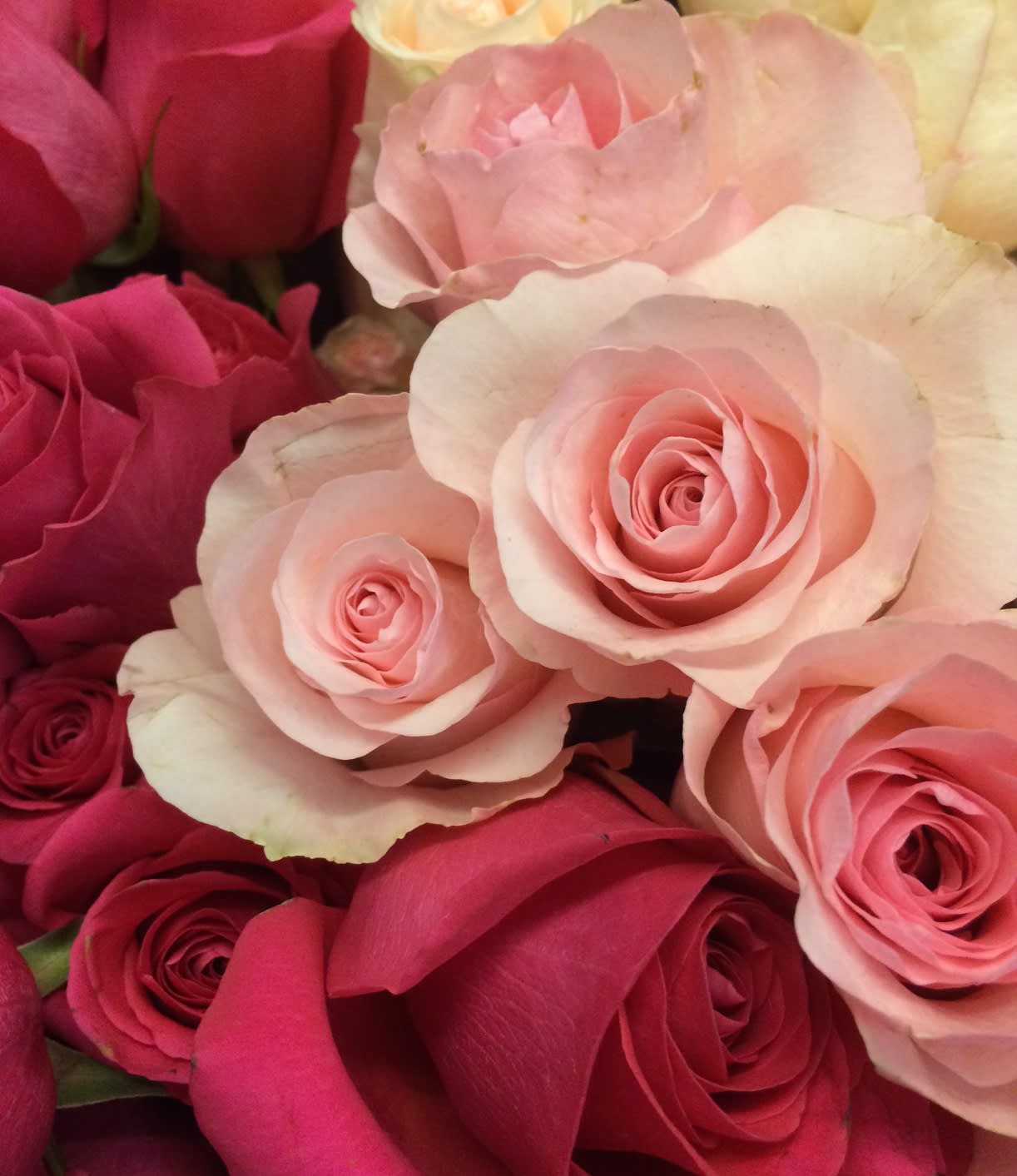 Close-up bouquet of pink and white roses