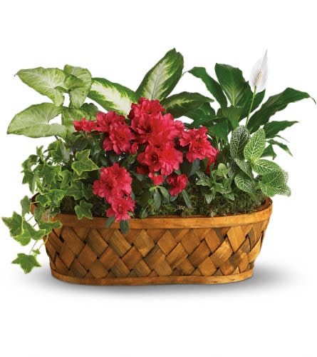 Basket planter with red flowers and assorted green houseplants