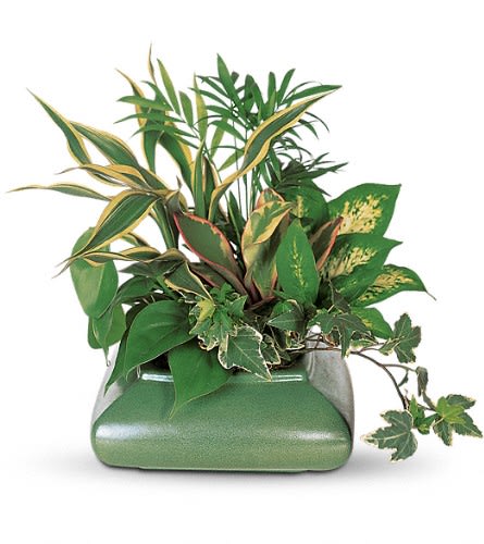 Potted arrangement of assorted green houseplants in a rectangular container