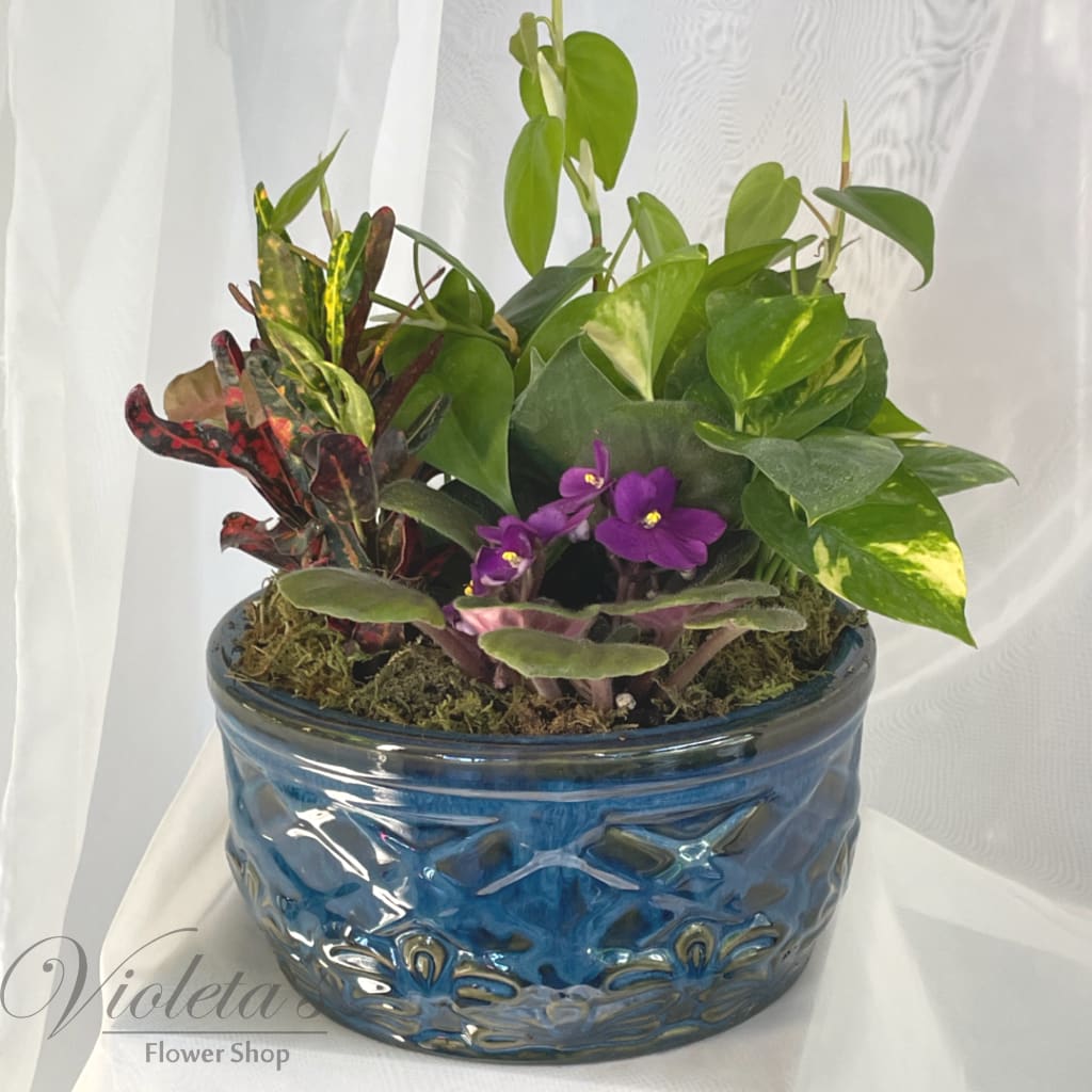 Potted mixed houseplant arrangement with purple flowers in a blue ceramic bowl