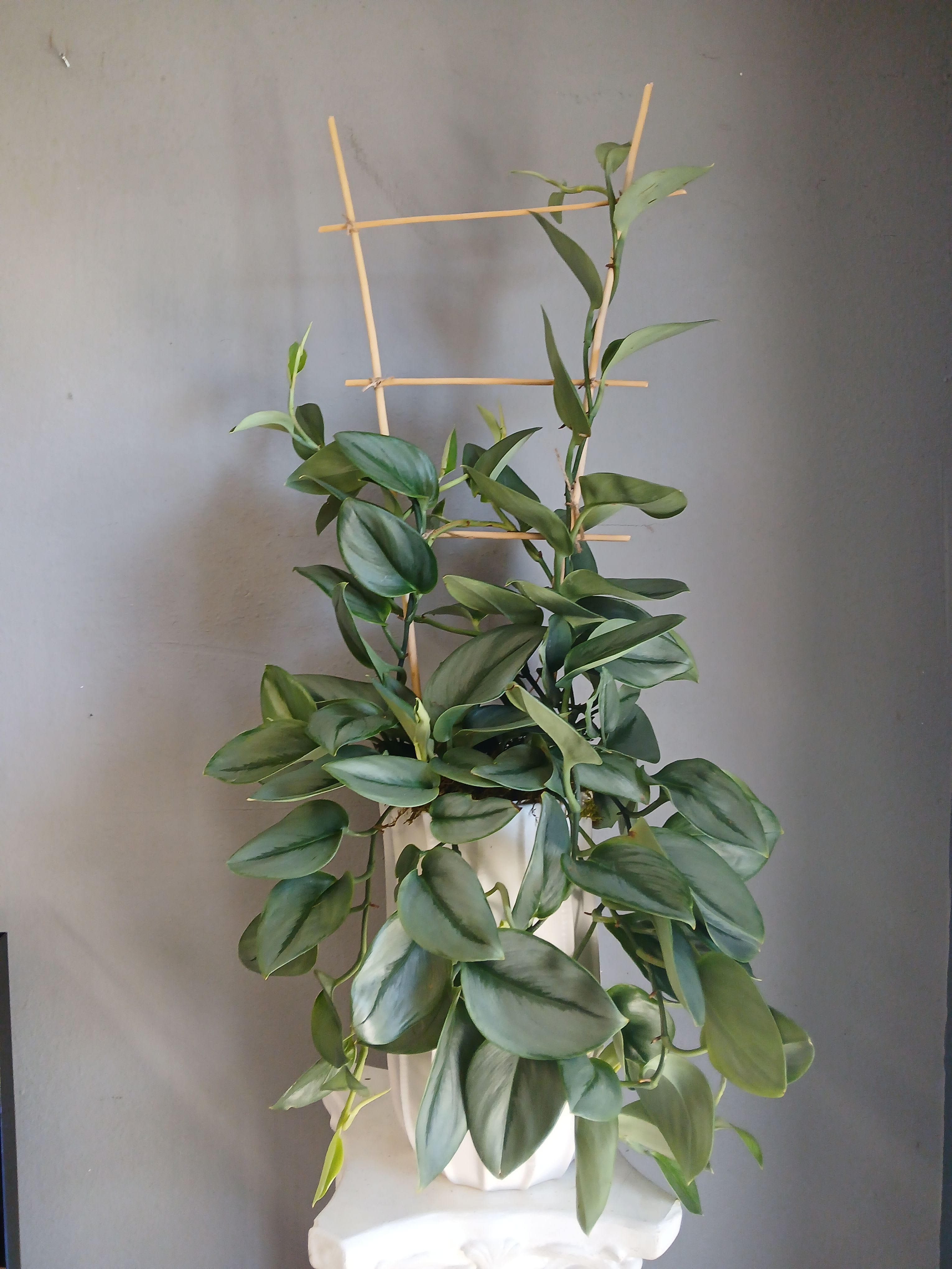 #PL33 Pothos Moonlight - A calm, contemporary houseplant gift that brings fresh greenery to any space - a Pothos Treubil Moonlight makes a thoughtful choice for a new-home present, birthday, or to brighten someone's desk. The arrangement pairs lush, glossy pothos foliage with a tidy bamboo trellis so the vine climbs instead of sprawling, giving the display a polished vertical presence that still reads warm and living for a plant-gift occasion.  Dense, layered oval leaves range in varied shades of green with subtle pale variegation, creating a full, cascading silhouette that softens the clean lines of the white ceramic pot. The pot and bamboo trellis are included, so what you see is ready to place on a tabletop or shelf; the mix of trailing growth and upright support keeps the shape neat while letting tendrils spill gently over the edge.  Perfect for the person who appreciates low-maintenance greenery, this pothos thrives in bright, indirect light and tolerates office conditions - the kind of gift that quietly signals thoughtfulness and care. Sizes and exact care instructions are included with purchase so the recipient can keep the plant healthy and happily growing.