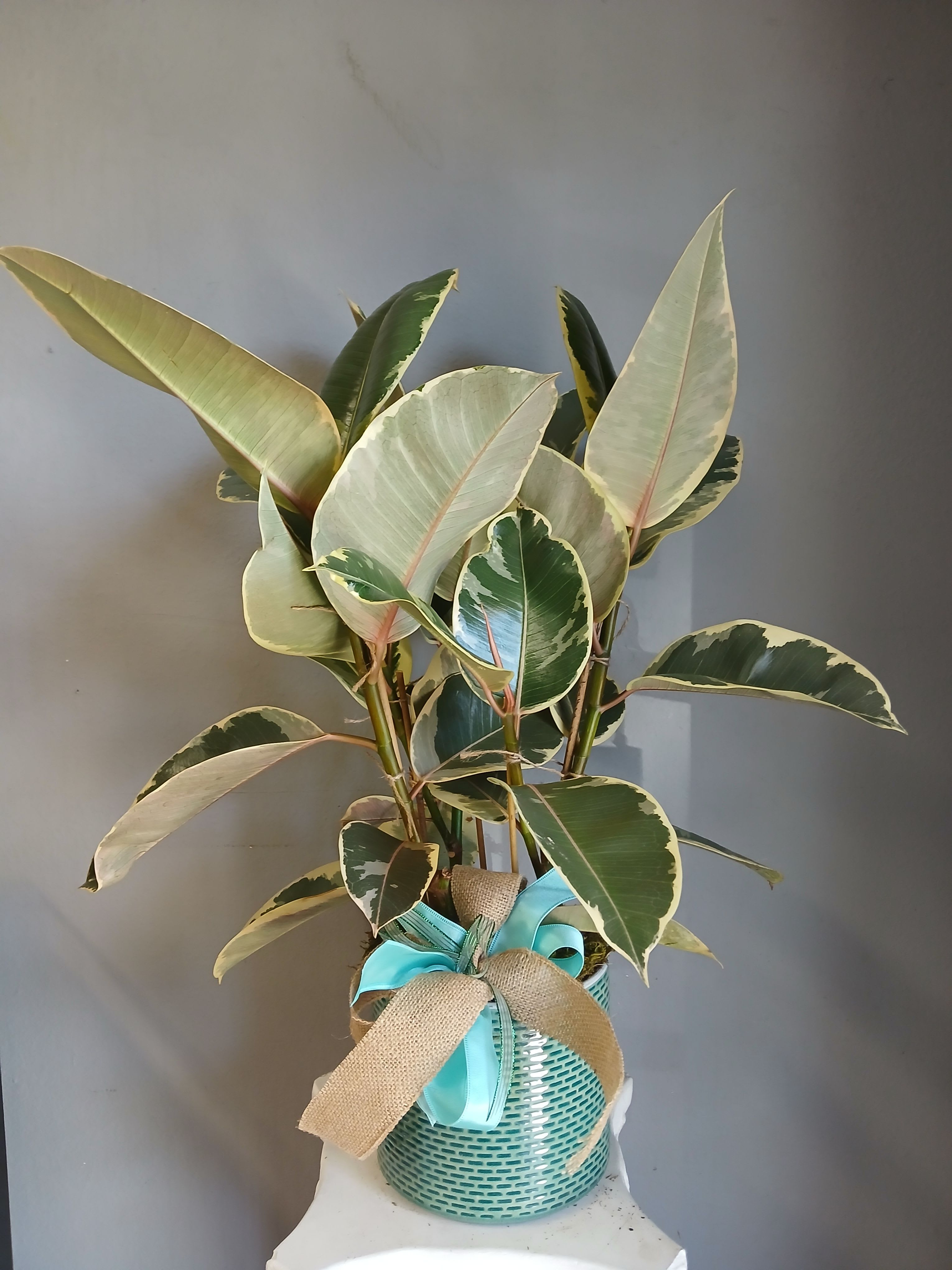 #PL14  Ficus Tineke  - A variegated Ficus Tineke in a turquoise woven basket makes a fresh, contemporary houseplant gift that brightens any room. Perfect as a housewarming, thank-you, or everyday bouquet alternative, this potted arrangement offers long-lasting green presence and a gentle, modern look that will make the person you're thinking of feel cared for and celebrated