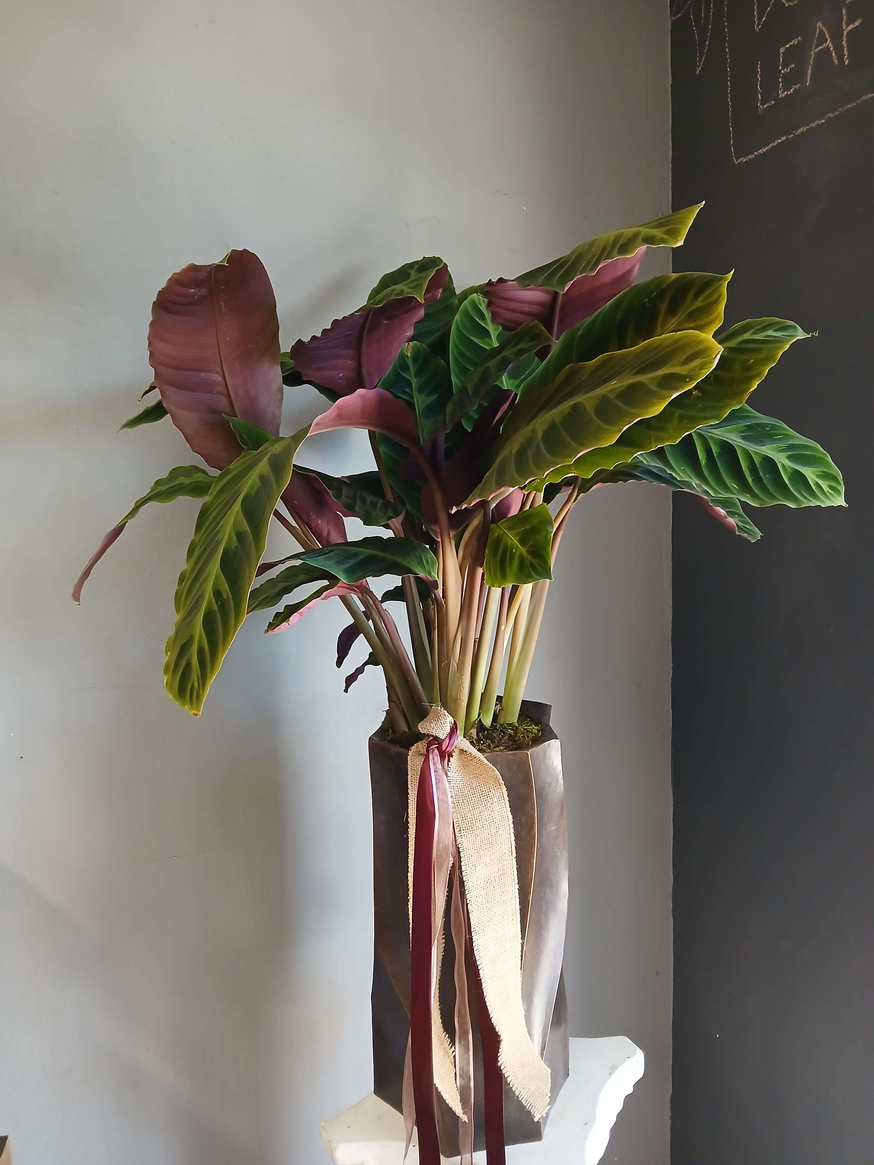Potted calathea plant with large striped leaves in a tall wrapped container