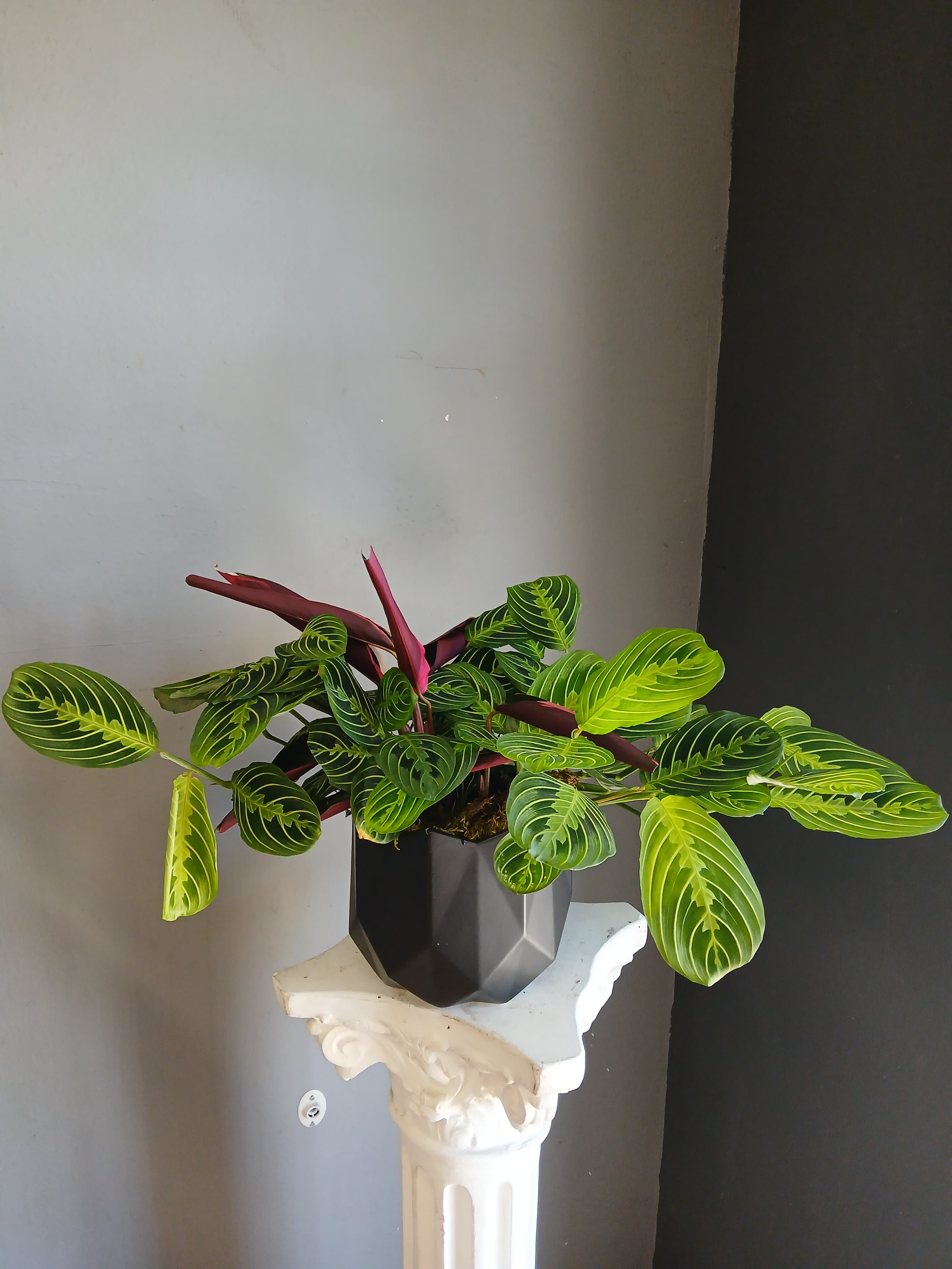 Potted plant with striped green leaves and burgundy undersides in a black container