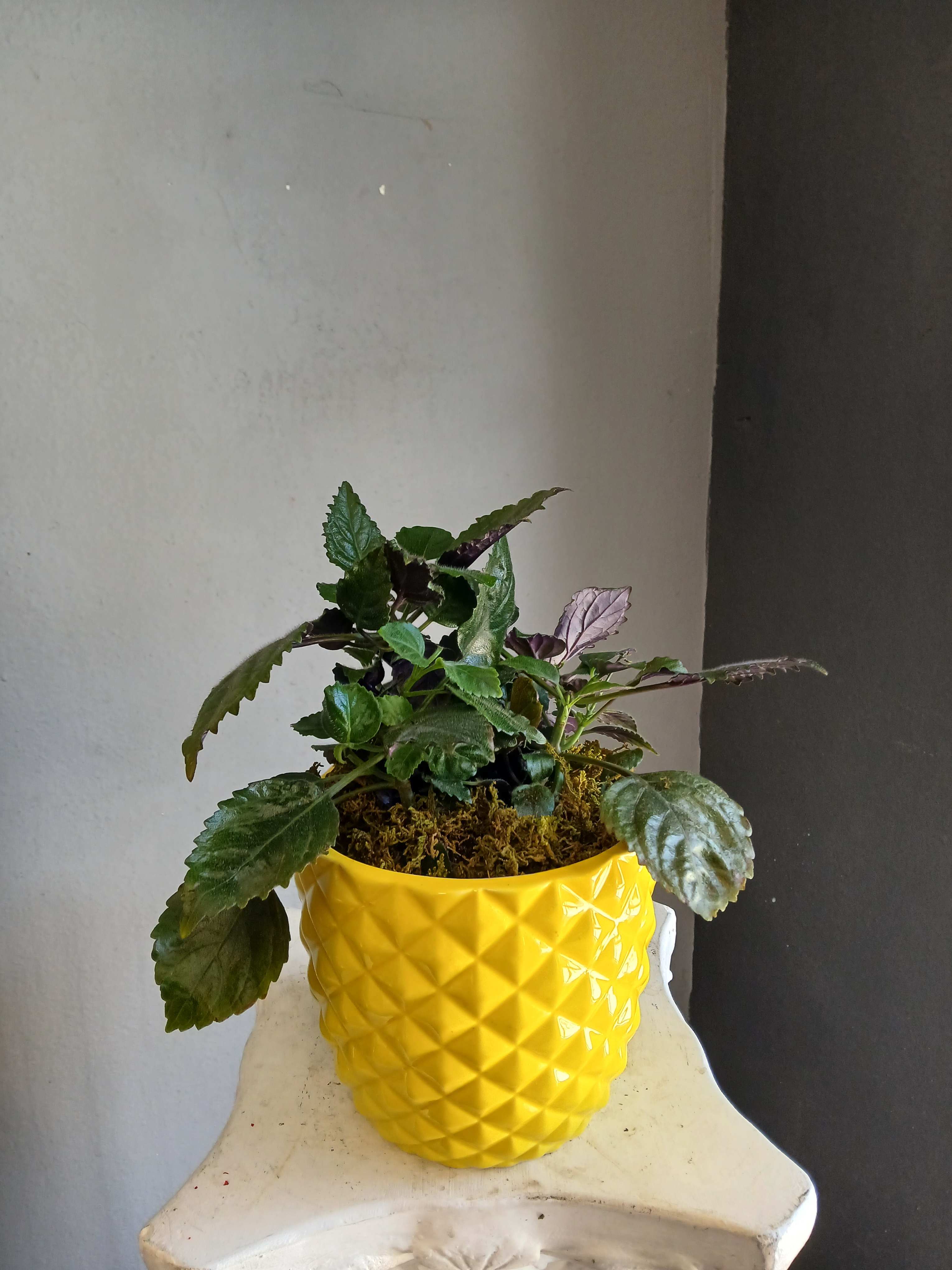 Potted leafy plant in a bright yellow textured pot