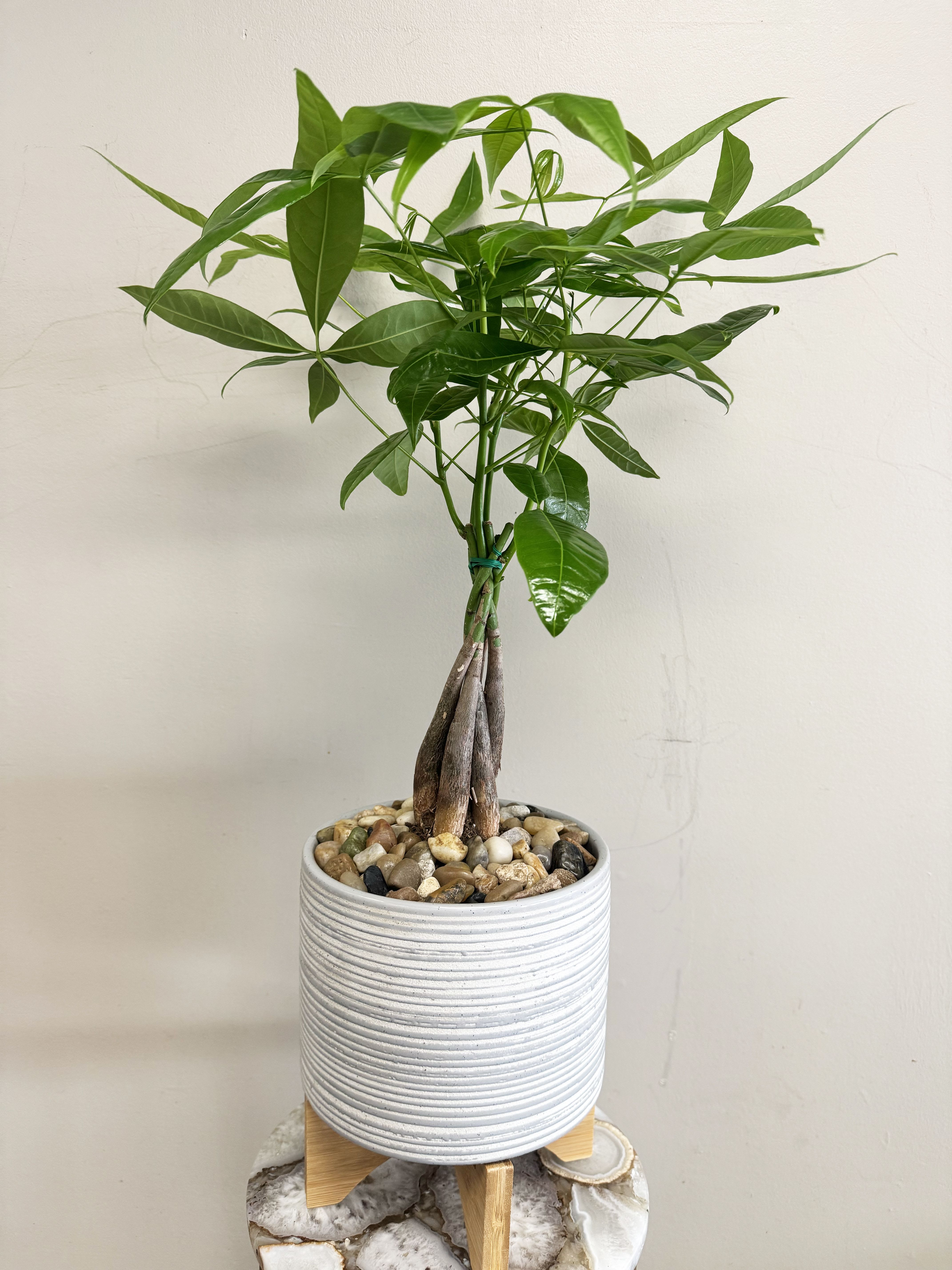 Potted money tree plant in a white ribbed planter with pebbles