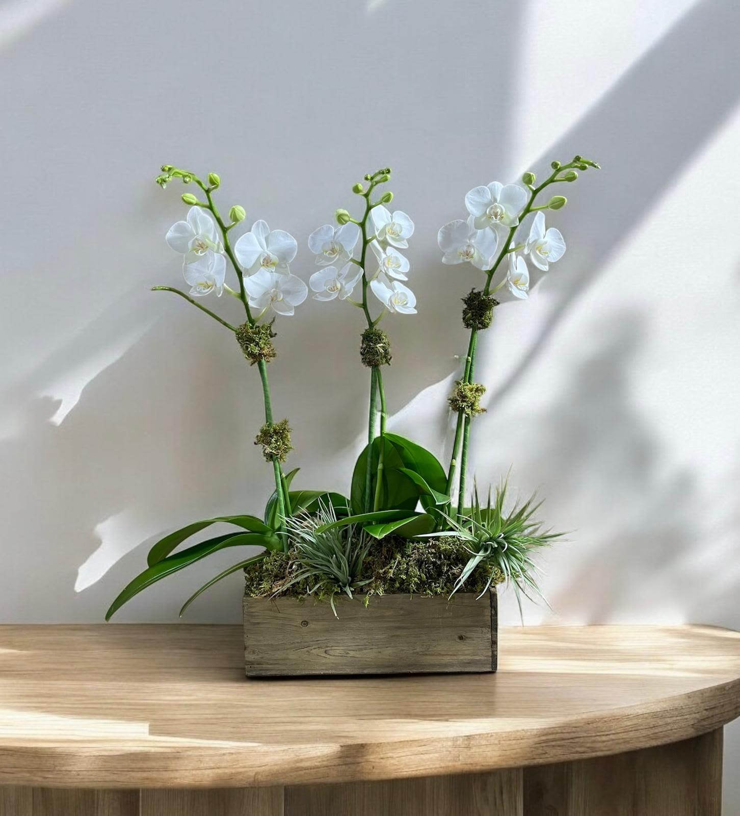 White orchid arrangement in a wooden box planter