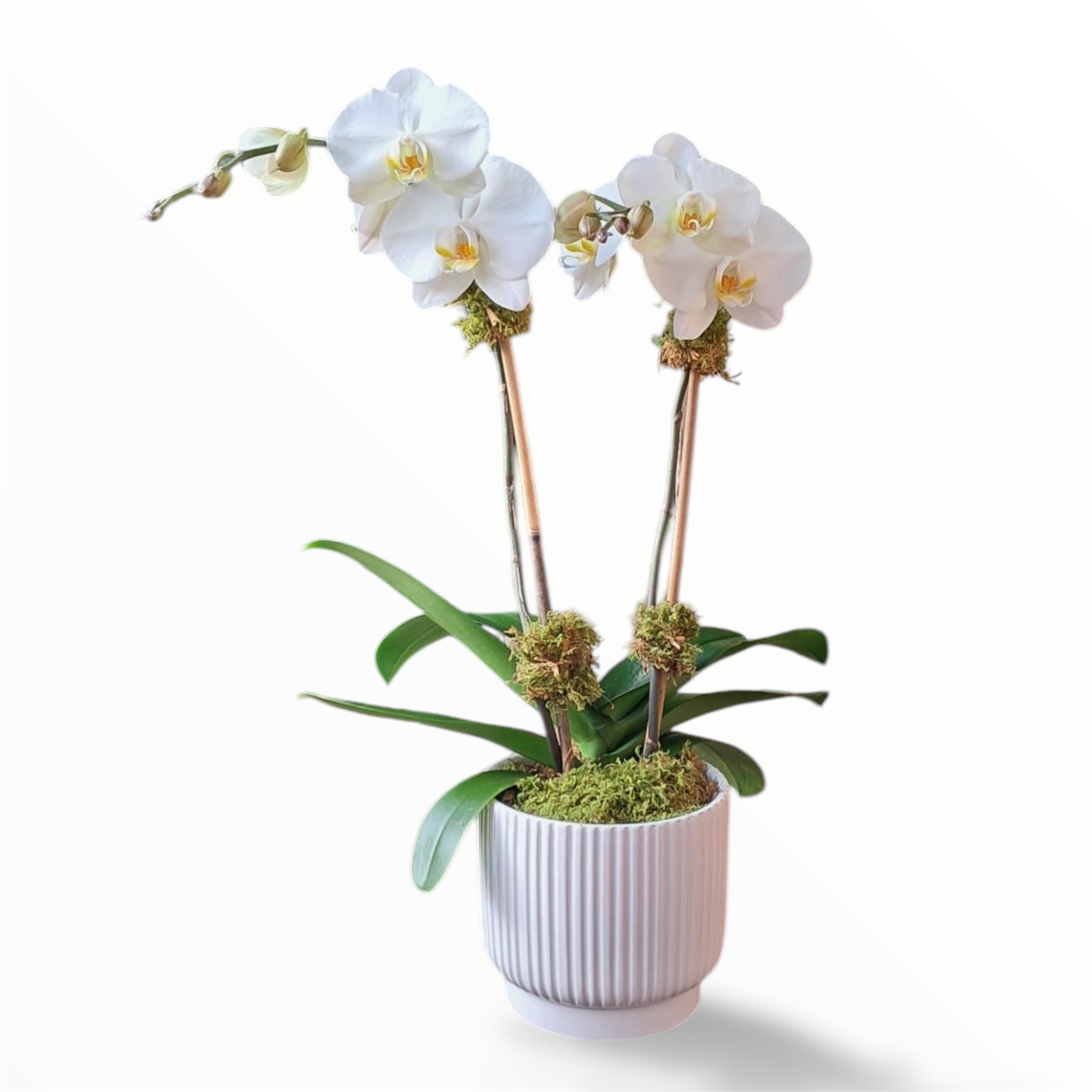 White orchid plant in a ribbed white pot