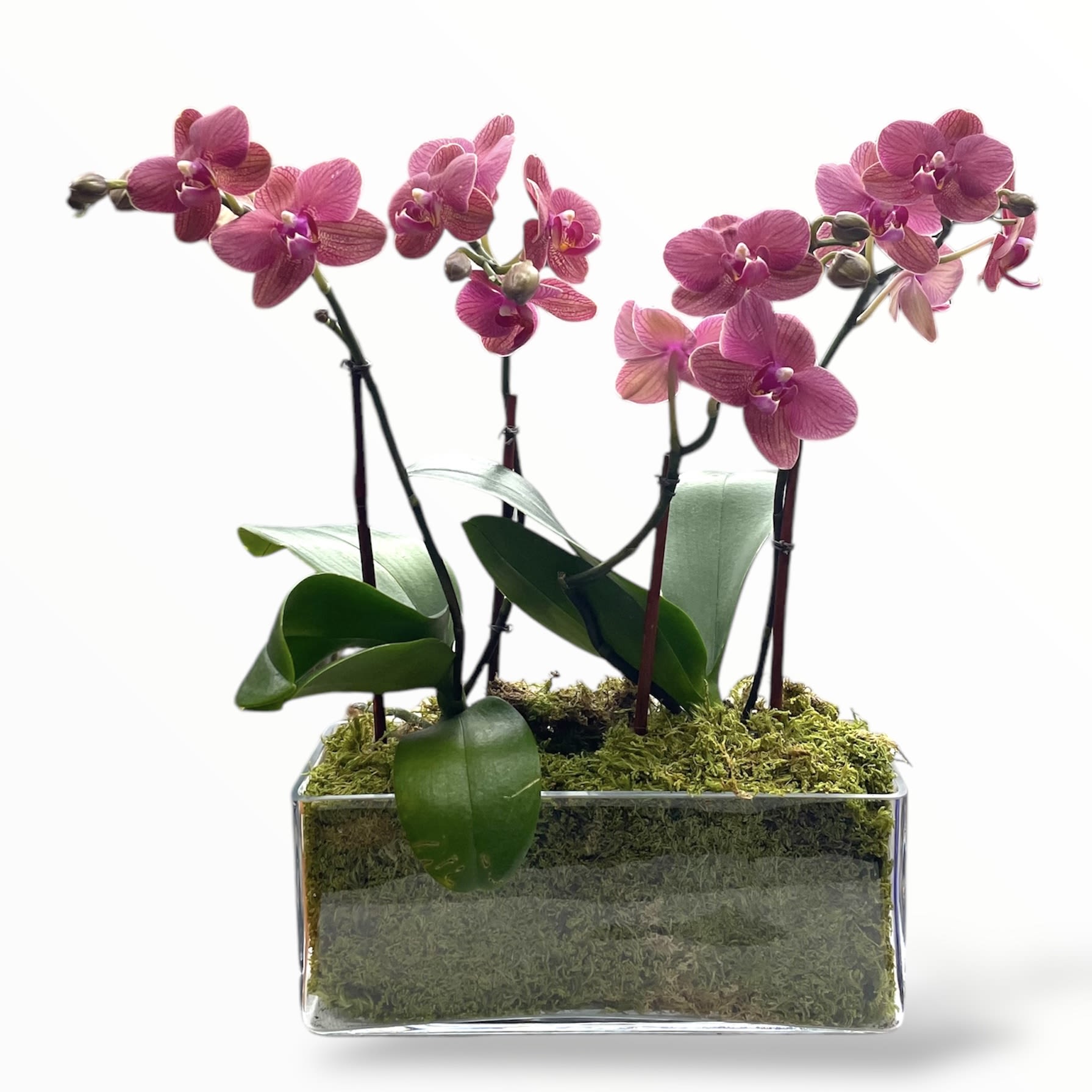 Pink orchid stems in a clear rectangular glass planter