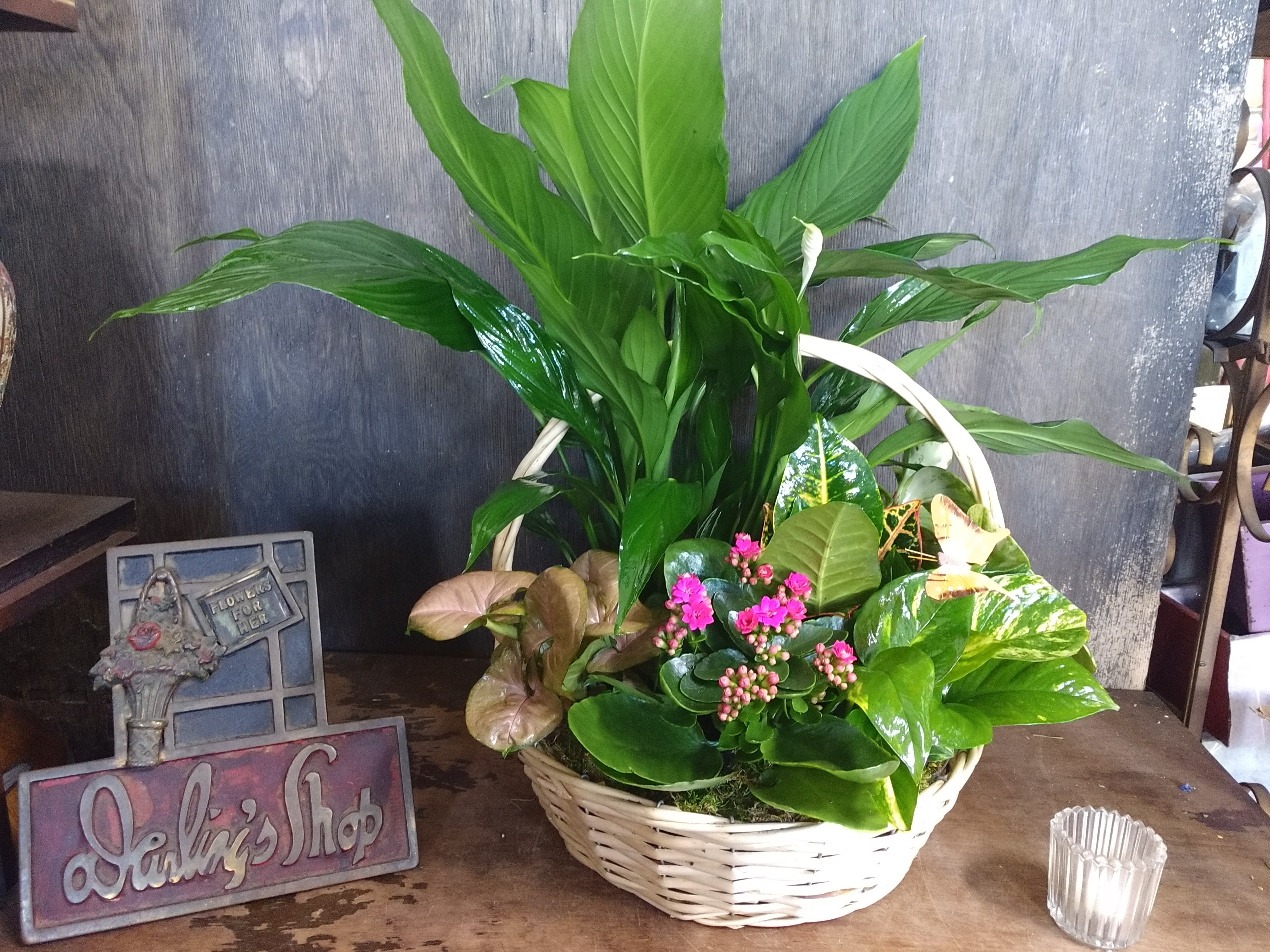 Basket of assorted green houseplants with small pink flowers