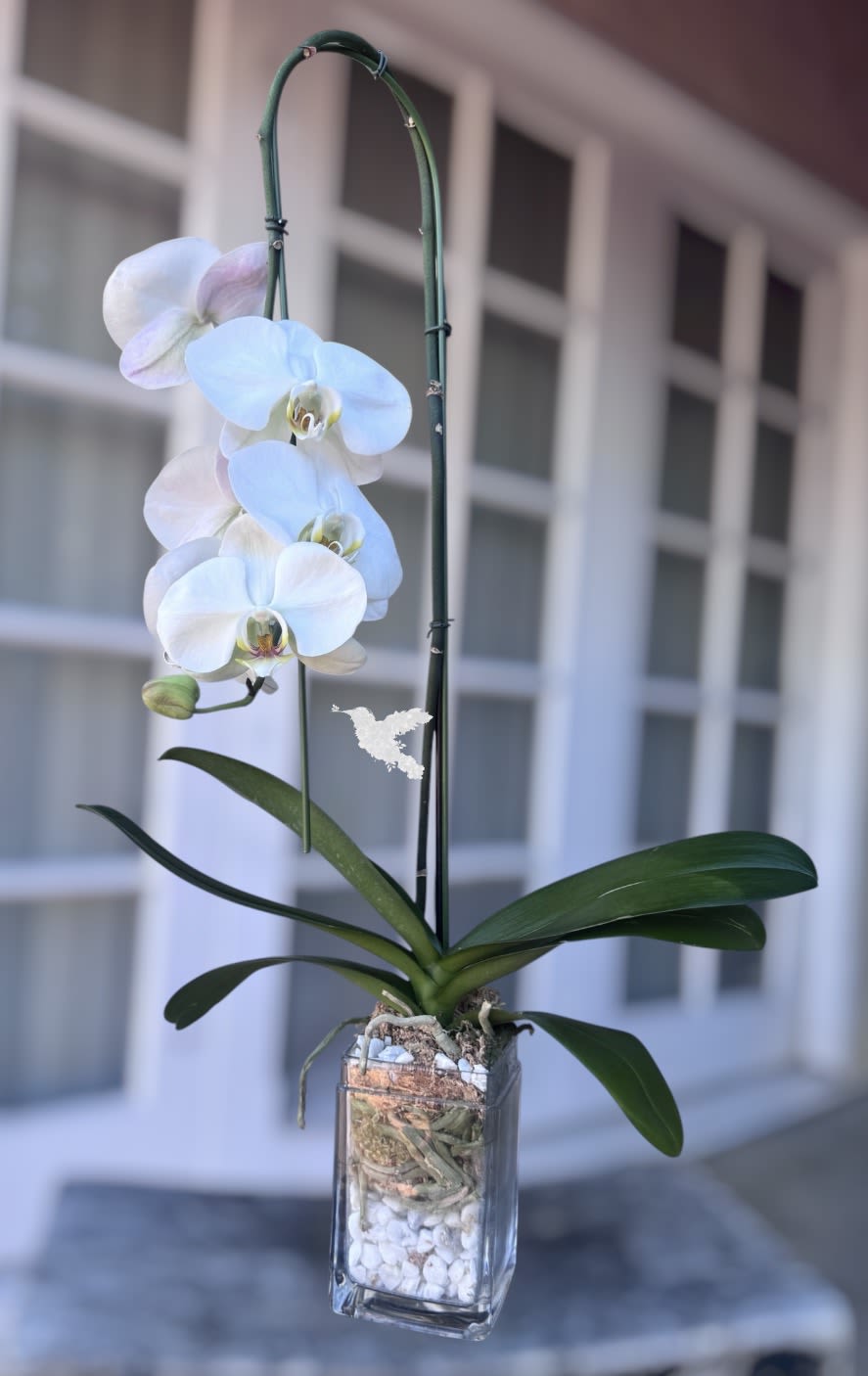 Waterfall Orchid Plant | Same-Day Orchid Delivery in Orange County - Arrangement measures approximately 22" H Bring timeless elegance into any home or office with our stunning Waterfall Orchid. This premium white orchid features cascading blooms gracefully arranged along a curved stem, creating the signature "waterfall" effect that symbolizes beauty, luxury, and tranquility. Presented in a modern glass container with decorative stone accents, this orchid is a sophisticated gift for birthdays, anniversaries, housewarmings, sympathy occasions, corporate gifting, or simply brightening someone's day. Its long-lasting blooms and minimal care requirements make it one of our most popular living plant gifts.  Same-Day Orchid Delivery Throughout Orange County Need a beautiful gift delivered today? We offer reliable same-day delivery throughout Orange County, including Irvine, Newport Beach, Huntington Beach, Costa Mesa, Laguna Beach, Anaheim, Orange, Tustin, Mission Viejo, and surrounding communities. Our orchids are carefully prepared and hand-delivered to ensure they arrive fresh, healthy, and ready to impress.    