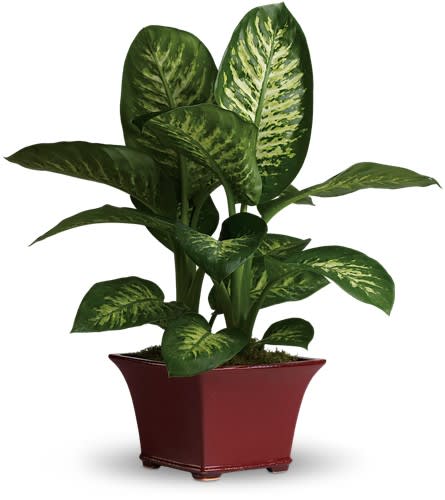 Potted green houseplant with variegated leaves in a red planter
