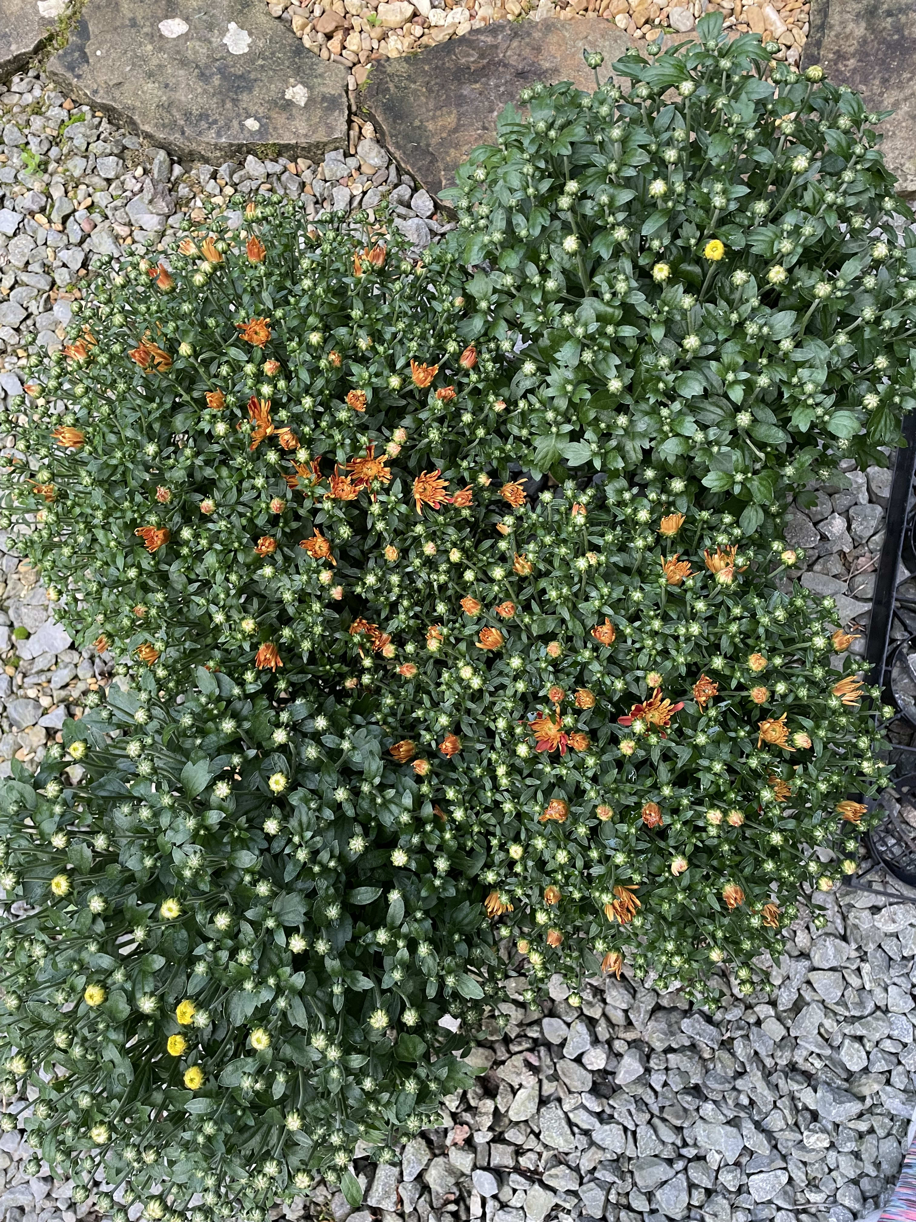 Potted chrysanthemum plants with orange and yellow blooms on gravel