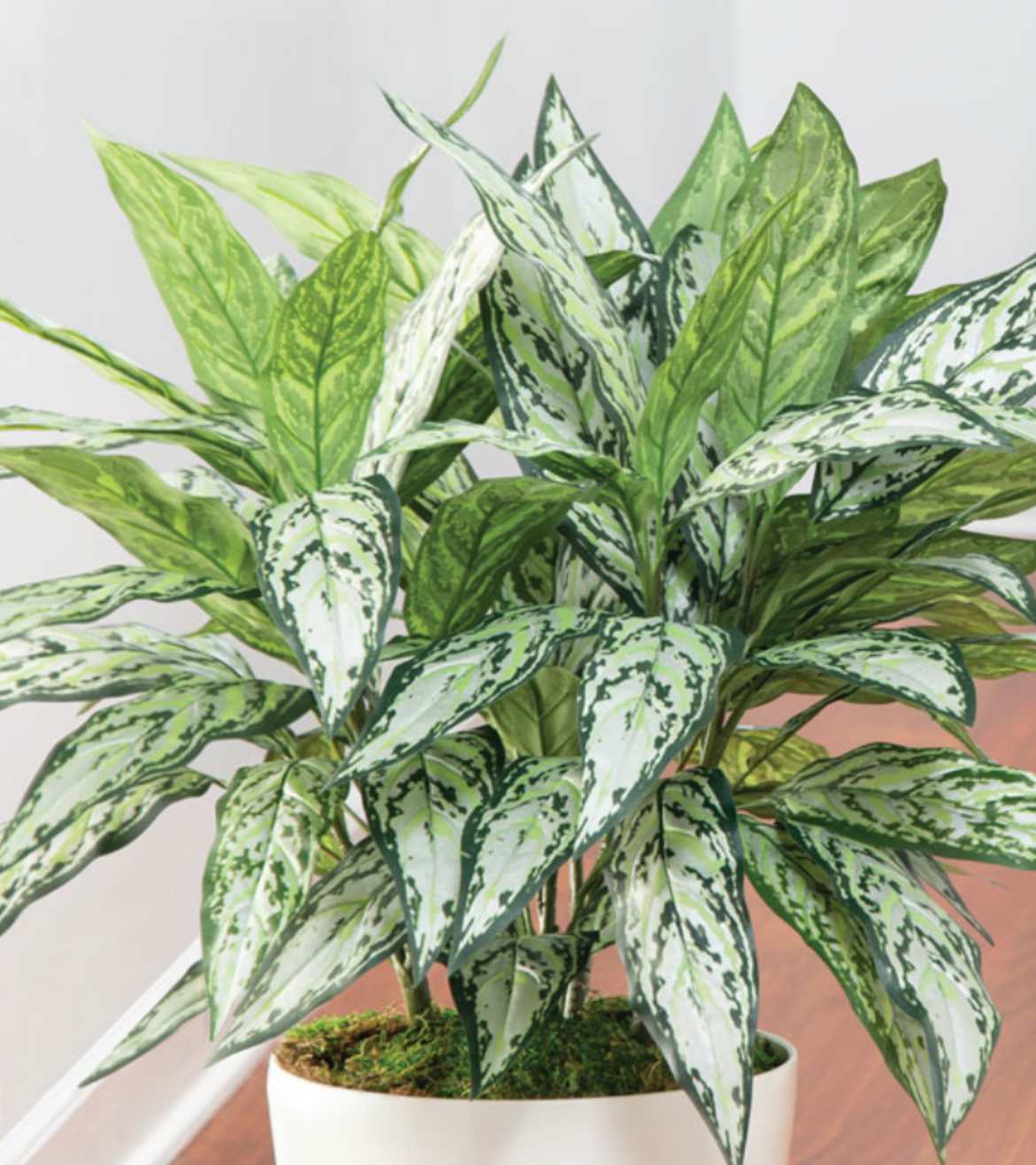 Silver Queen Plant - A unique beautiful green to brighten up not so sunny days, or to make a day a little bit brighter. 