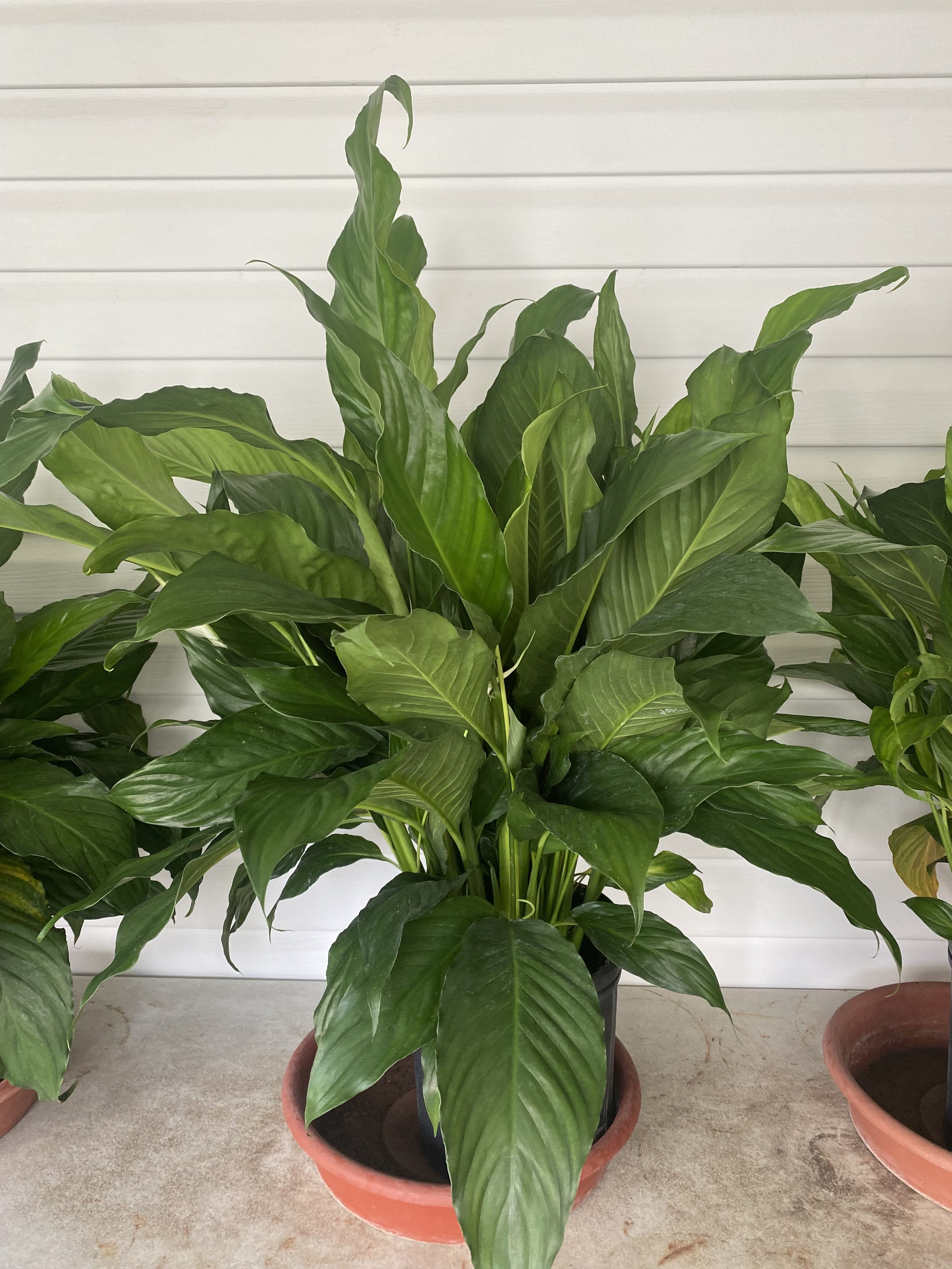 Potted green houseplant with broad glossy leaves