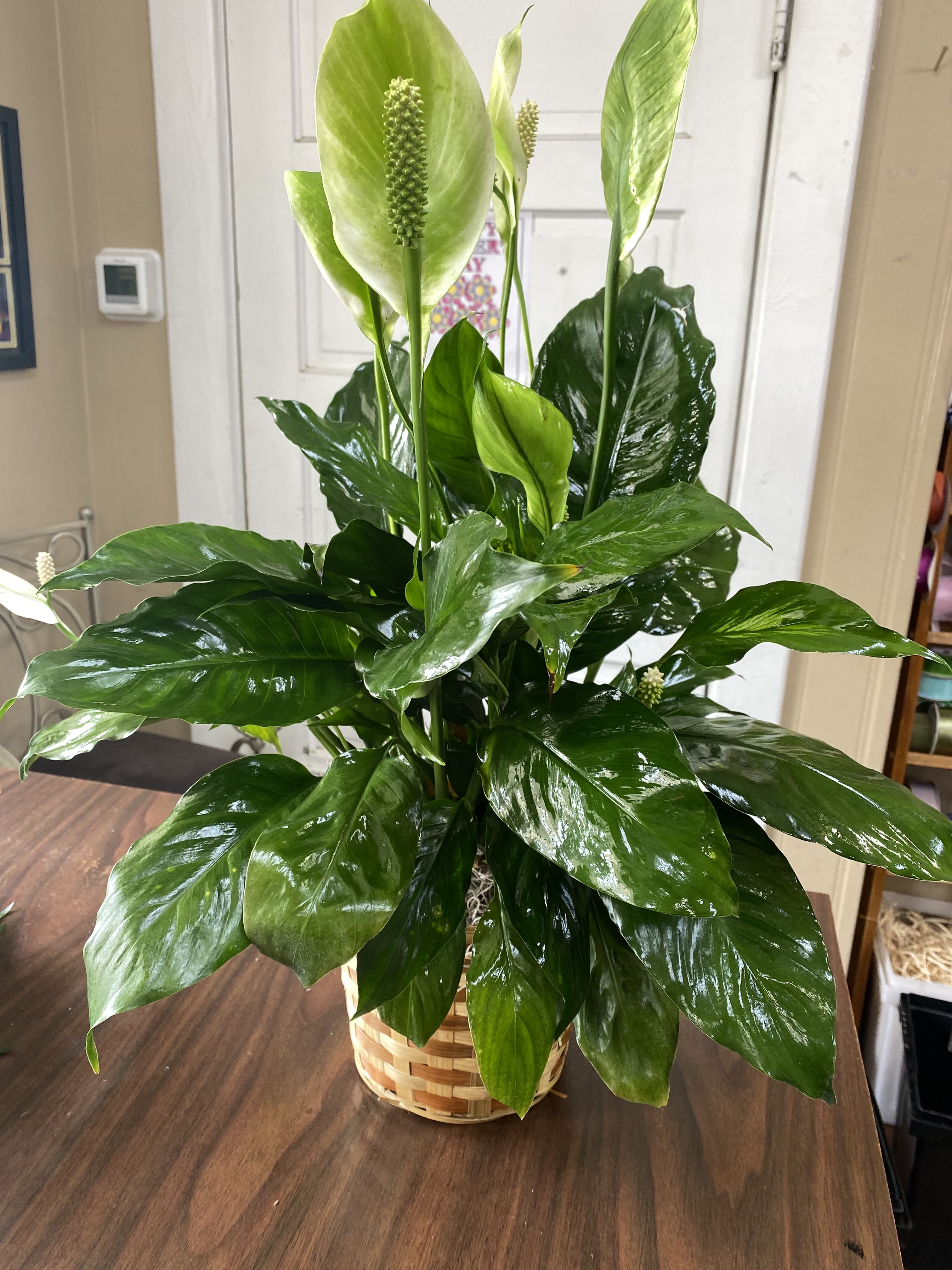 Potted peace lily with glossy green leaves and white spathes in a woven basket