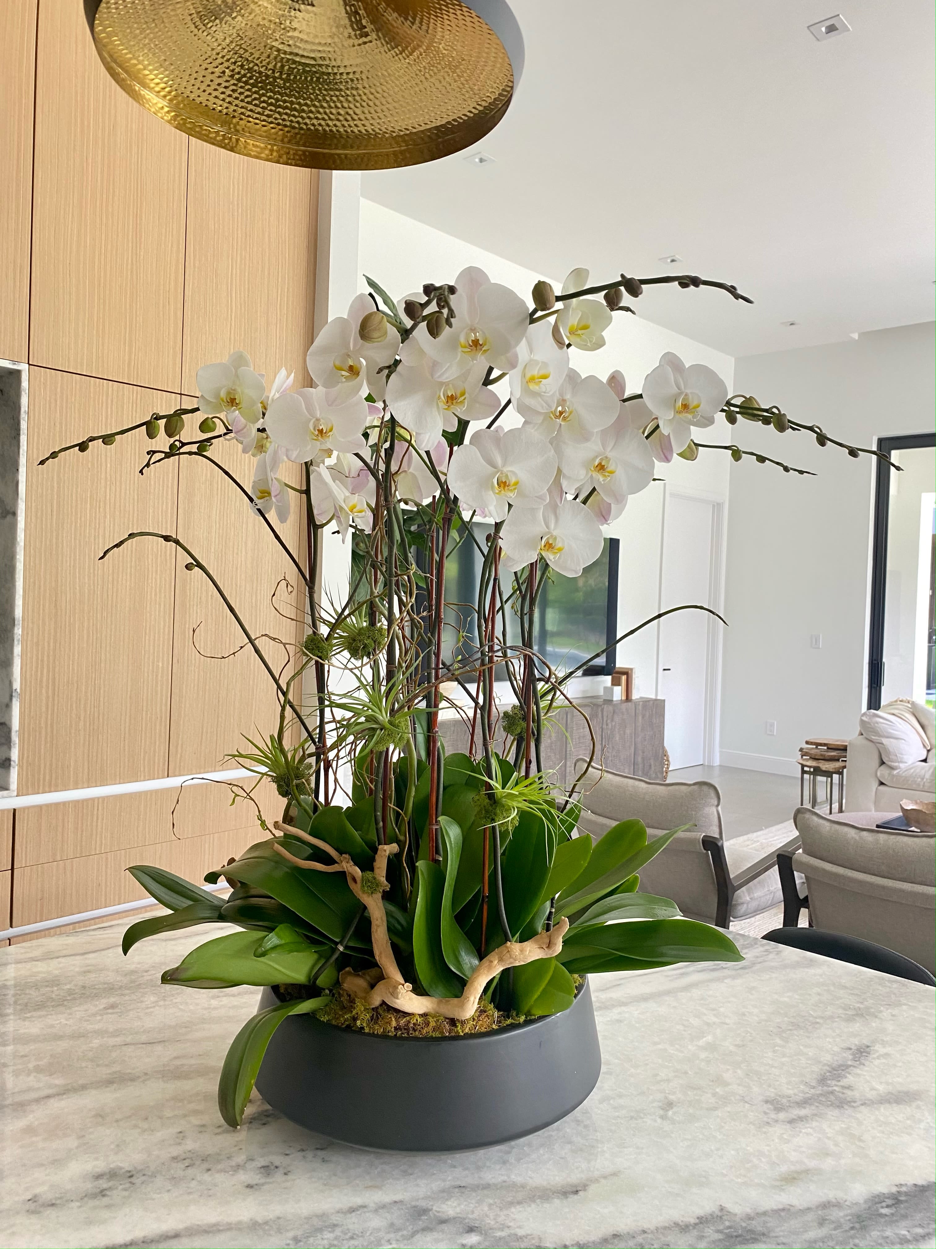 White orchid arrangement in a low gray planter