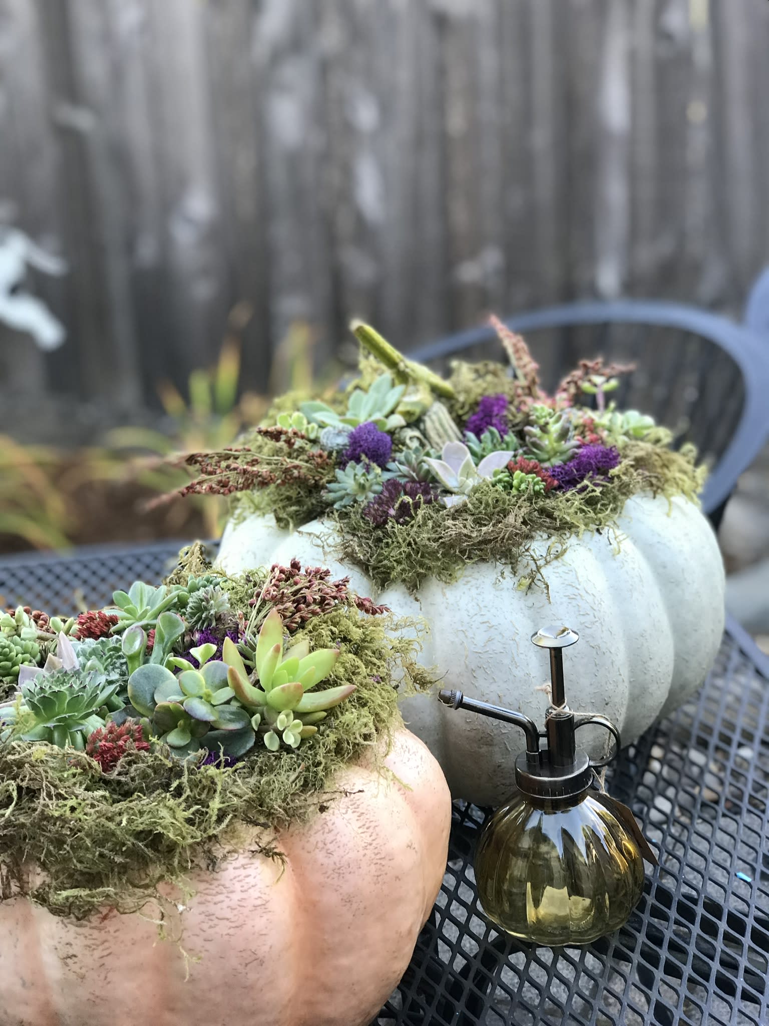 Two succulent-filled pumpkins sit on an outdoor table beside a glass mister.