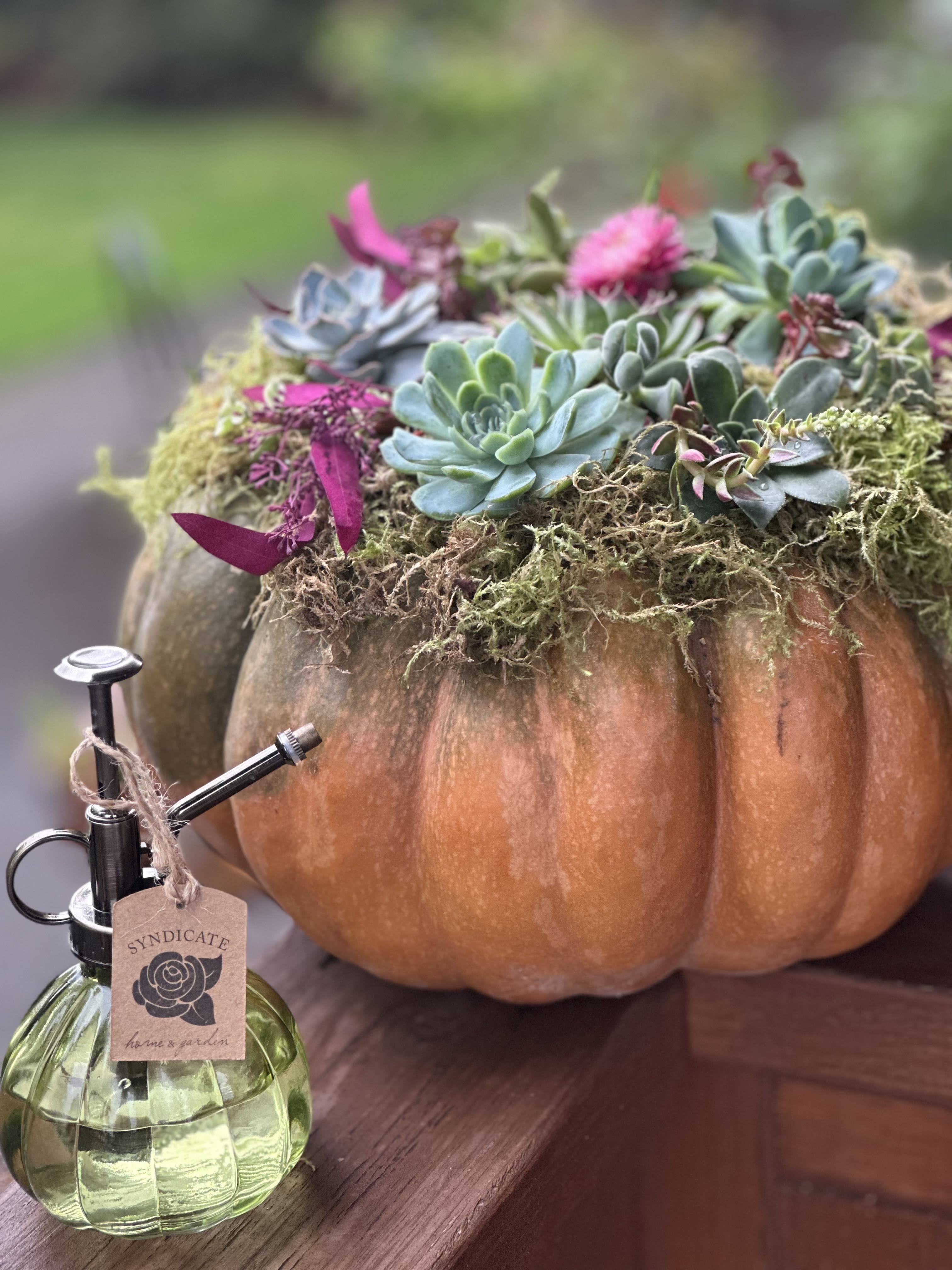 Succulent arrangement in a pumpkin with a small glass mister