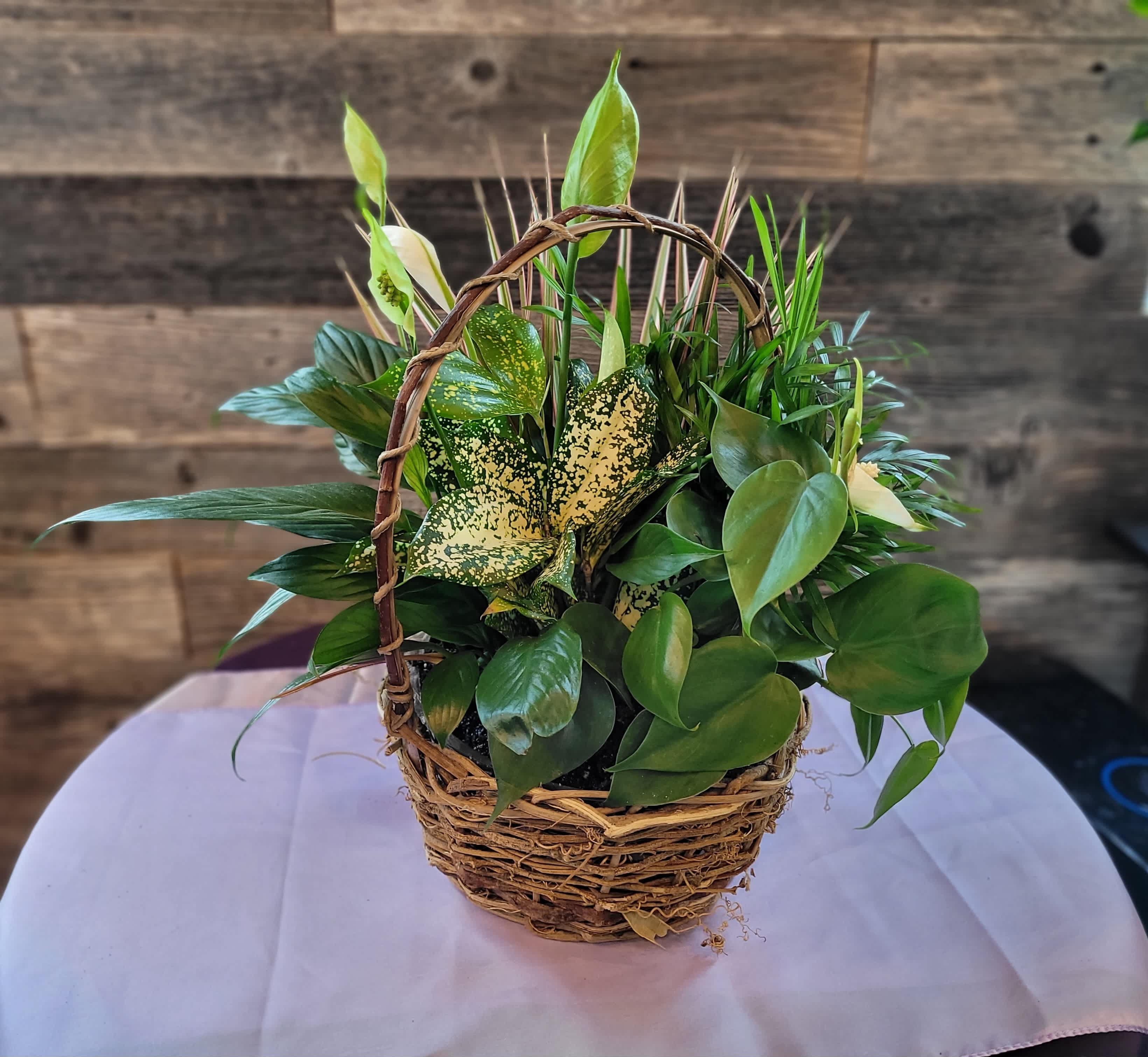 Mixed green houseplant garden with white blooms in a rustic wicker basket with handle
