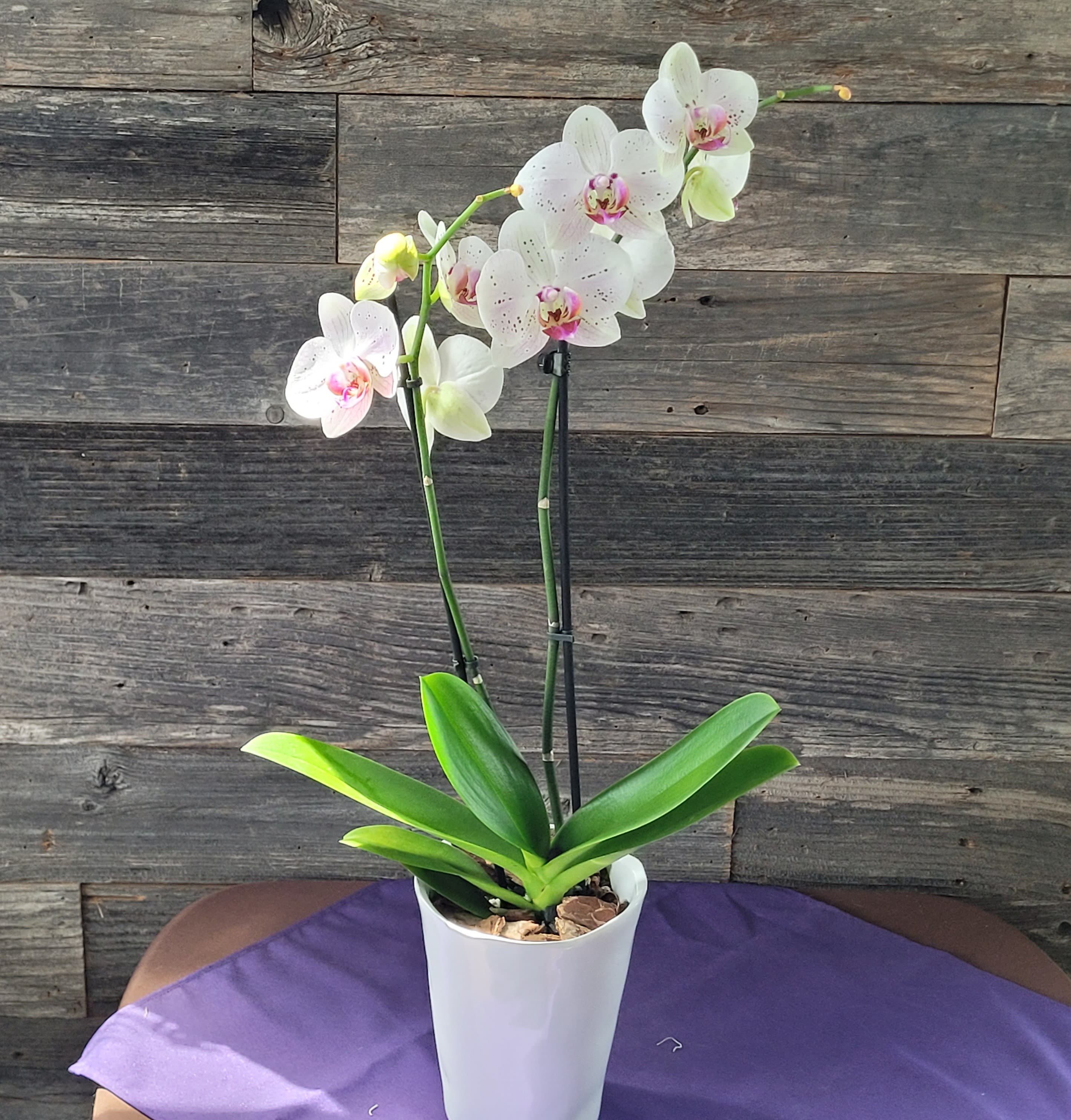  Phalaenopsis Orchid Plant - The flowers of the popular and beautiful phalaenopsis orchid plant are thought to resemble moths in flight – and this exotic and graceful living gift, potted for a long blooming time, will decorate any room with elegance. Currently available in purple.