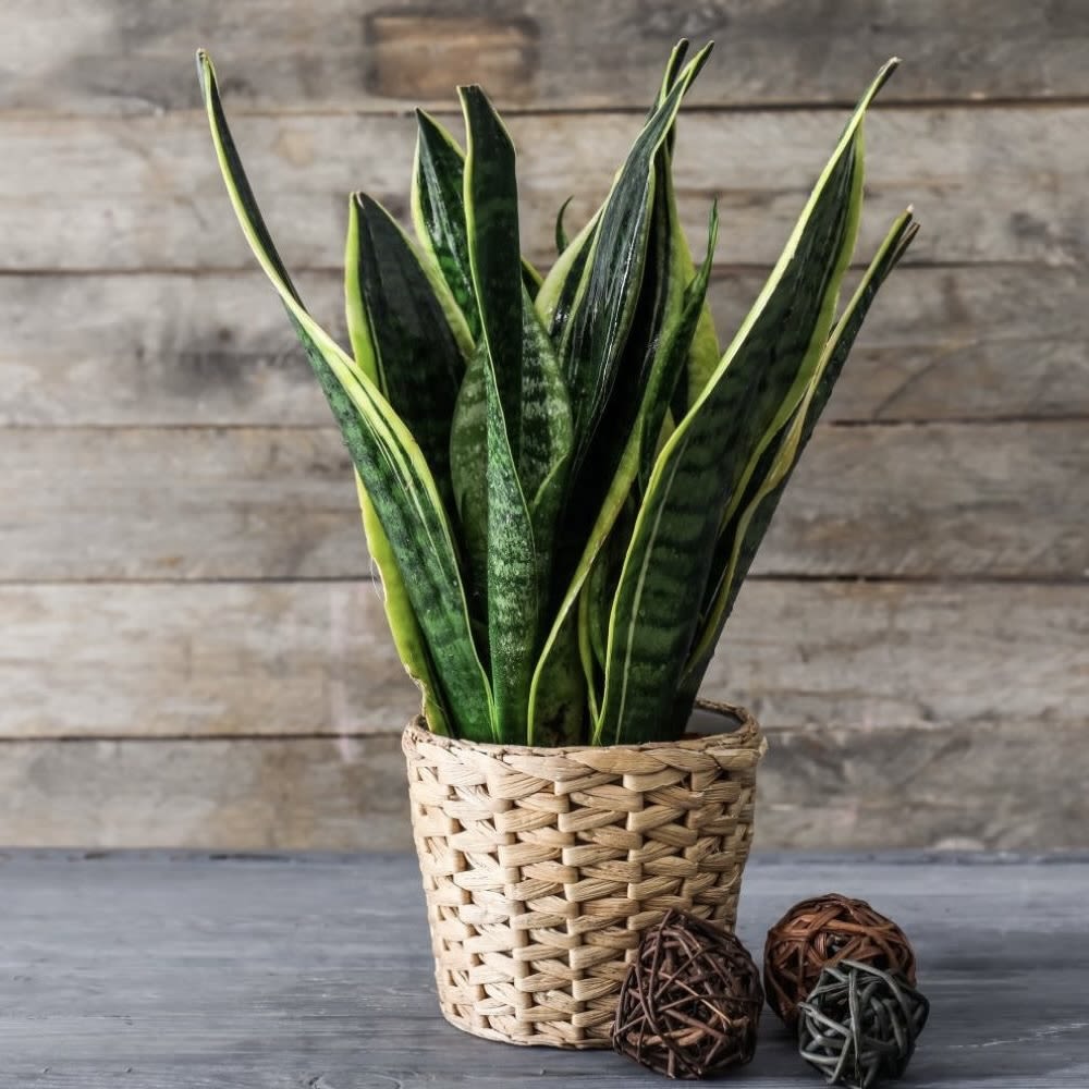Potted snake plant in a woven basket planter with decorative wicker balls