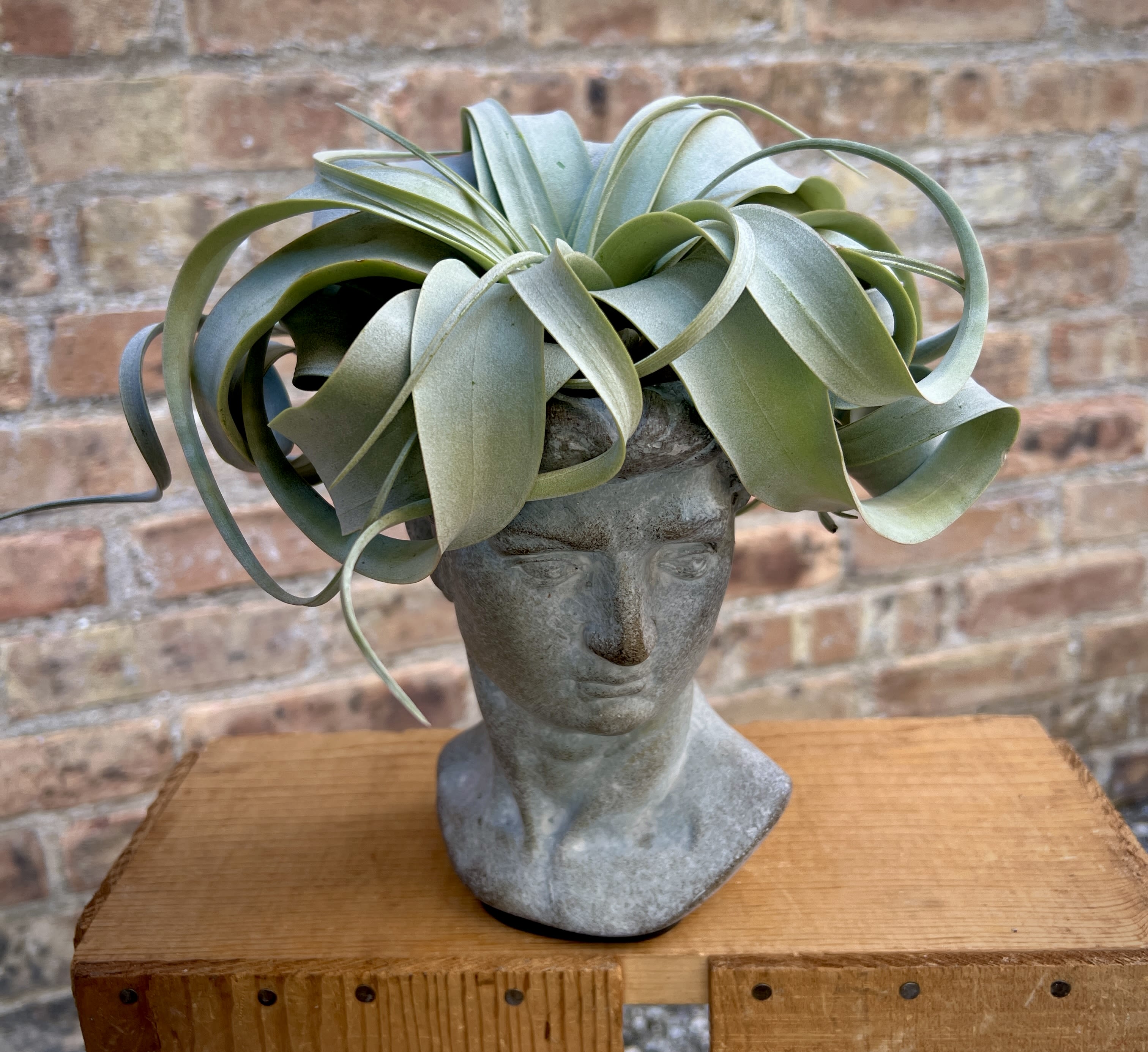 Potted air plant arranged in a gray sculpted bust planter