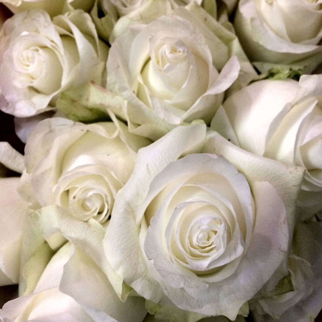 Close-up of white roses clustered together