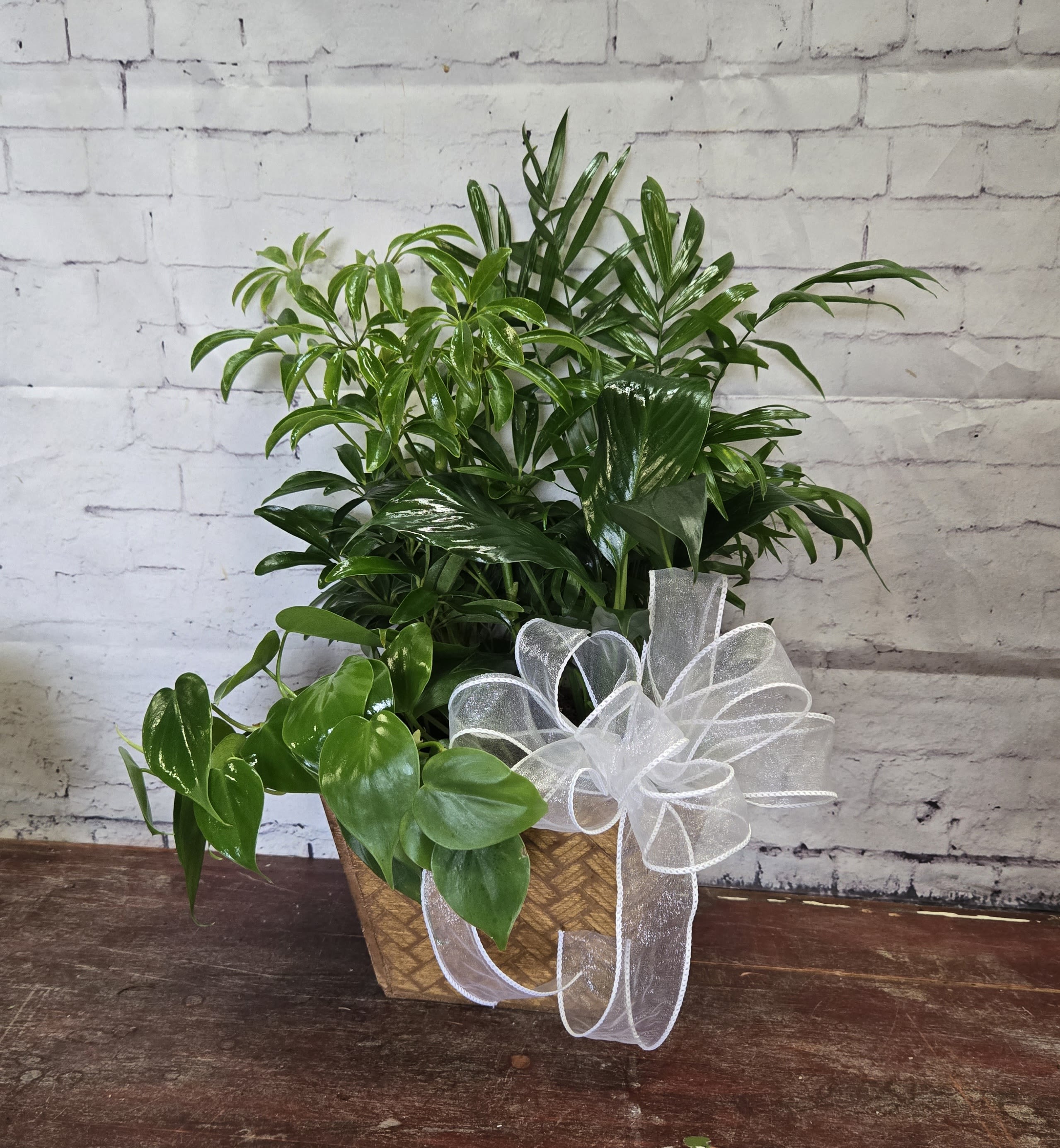 Garden in a Box - Mix of green plants in wooded planter. Plants may vary