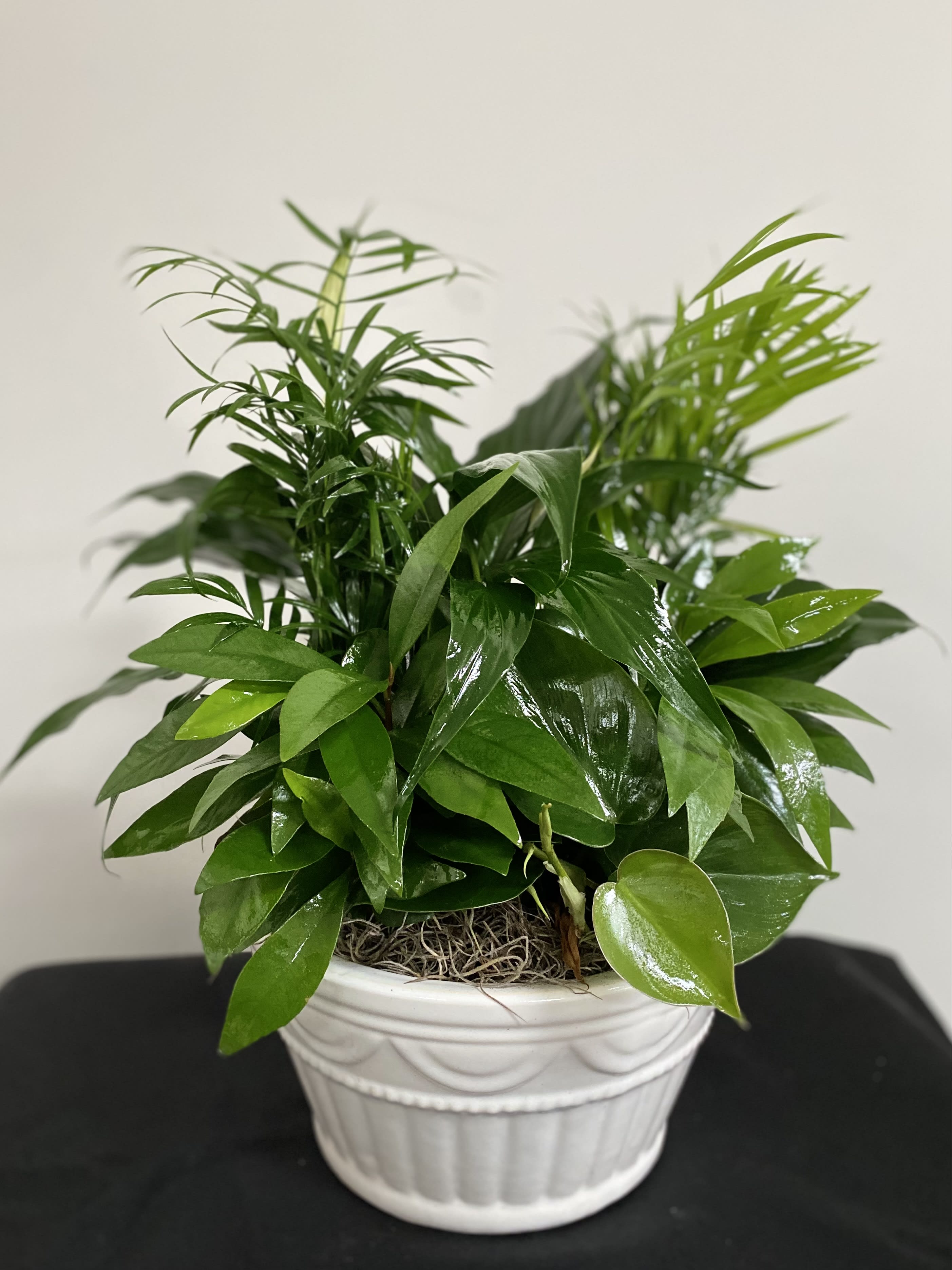 Potted green houseplant in a white ceramic planter