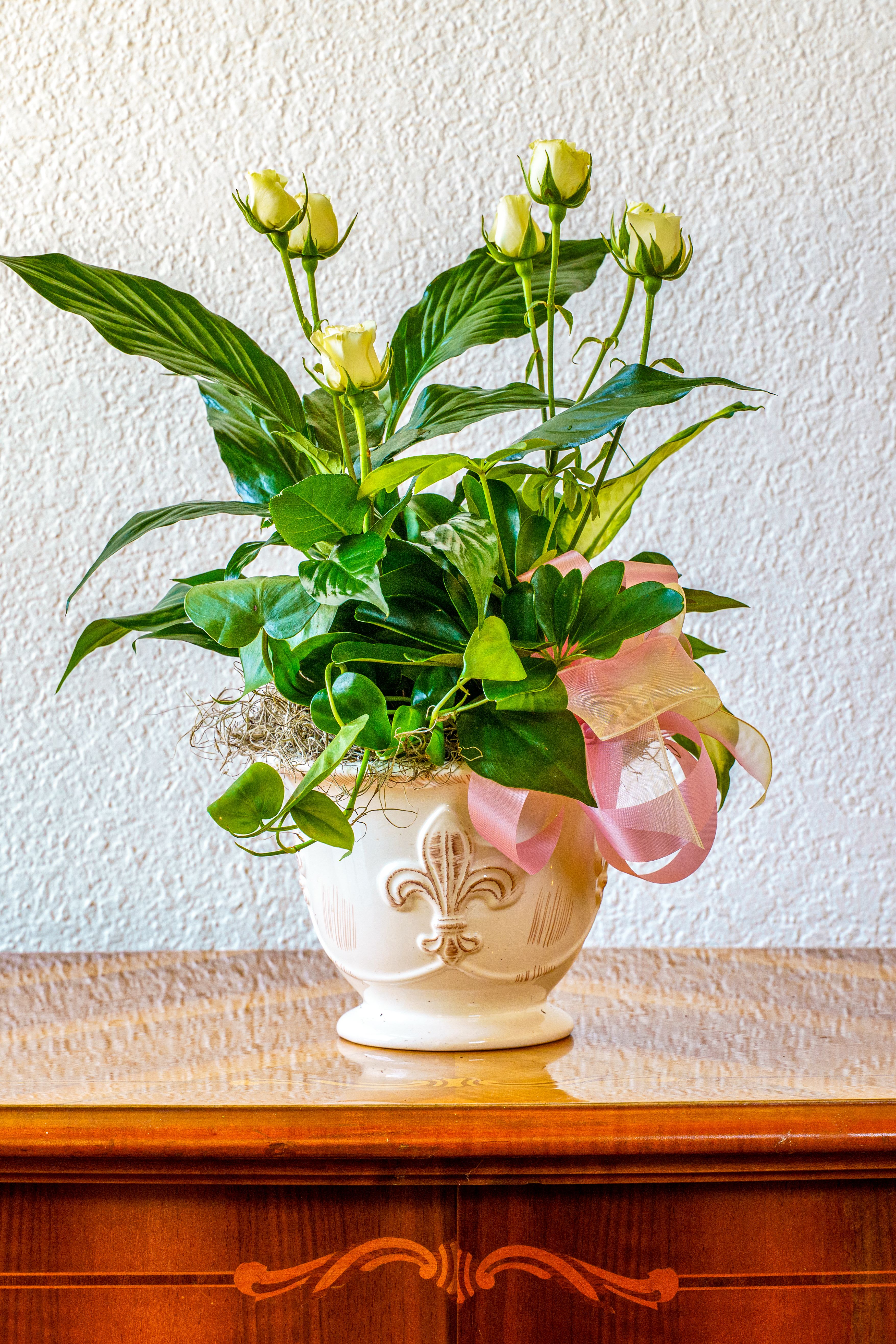 Memory Garden - A quiet, comforting mix of greenery and ivory blooms makes this potted flower arrangement an ideal sympathy or get well gift that feels both elegant and tender. The flower arrangement pairs soft white rose buds with lush green foliage for a calm, uplifting presence-perfect for sending to someone who needs comfort, for a thoughtful housewarming, or as a fresh Mother's Day gift.
