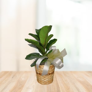 Fiddle Leaf Fig - The broad green foliage and clean silhouette give the recipient an immediate sense of calm and care; this is the kind of living gift that makes someone feel truly welcomed in a new home or gently remembered during recovery.  The piece measures to fit comfortably on a tabletop or entry console and features glossy, upright leaves that add height and structure without demanding extra styling. Simple care-bright, indirect light and regular but moderate watering-keeps the plant thriving so the person you're thinking of enjoys it for months to come.